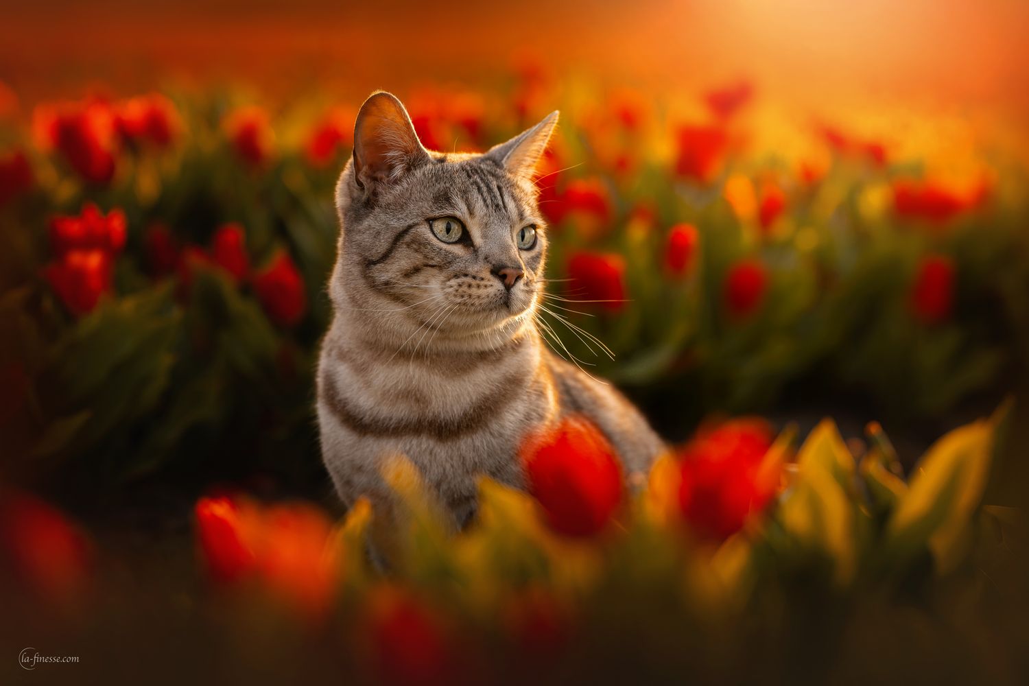poes tussen de tulpen