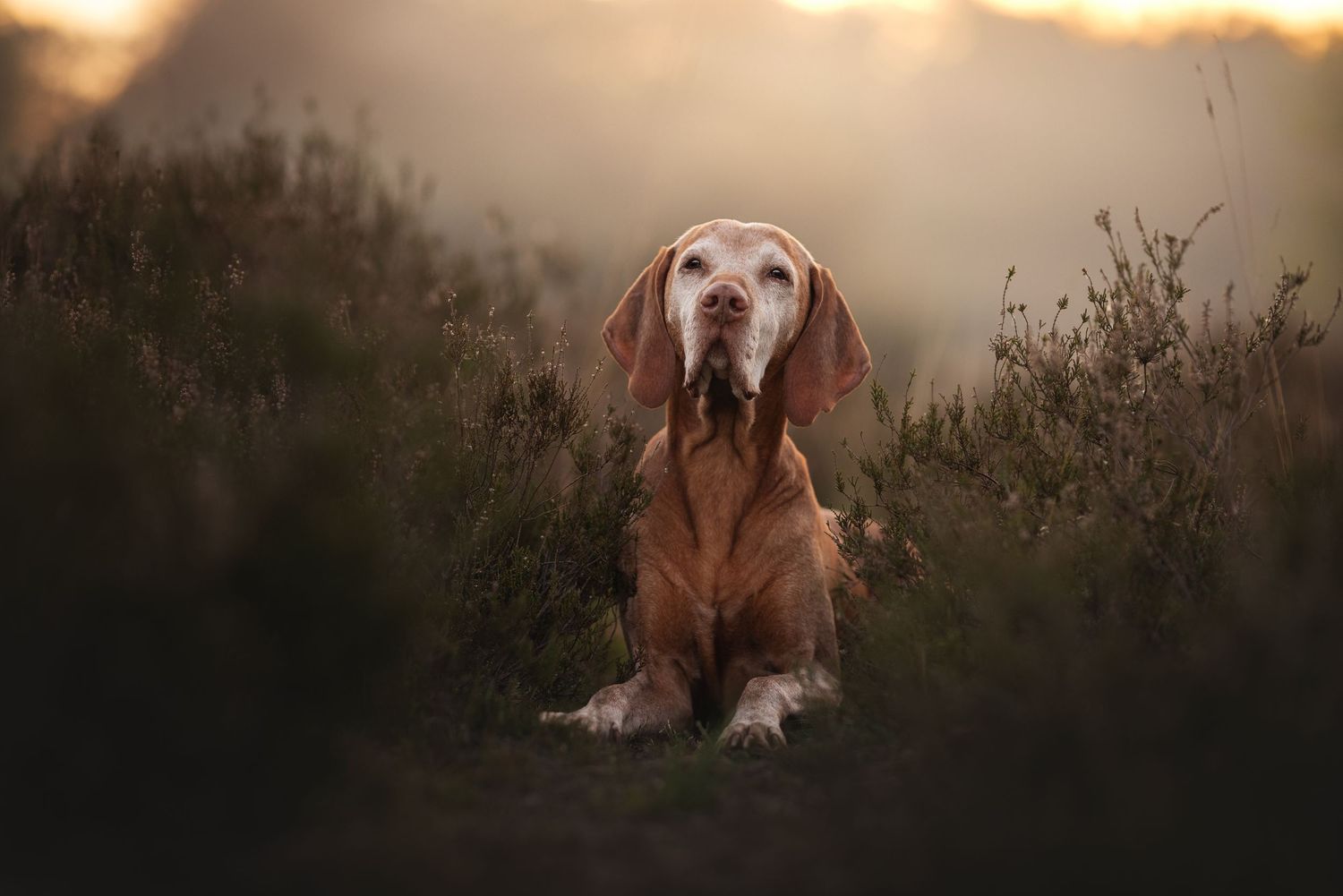hondenfoto