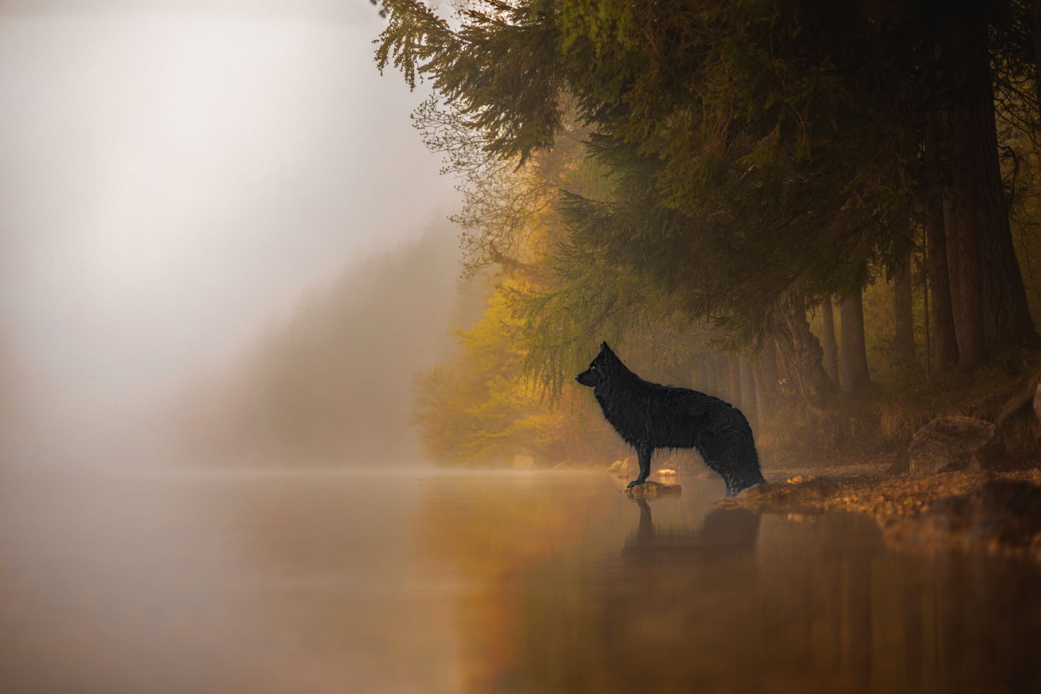 Duitse herder in de natuur foto