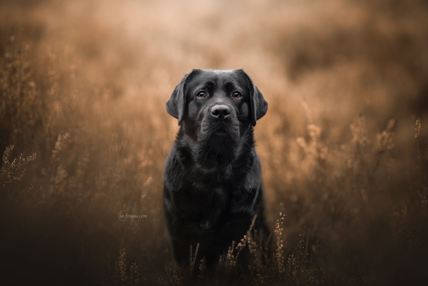 labrador portret