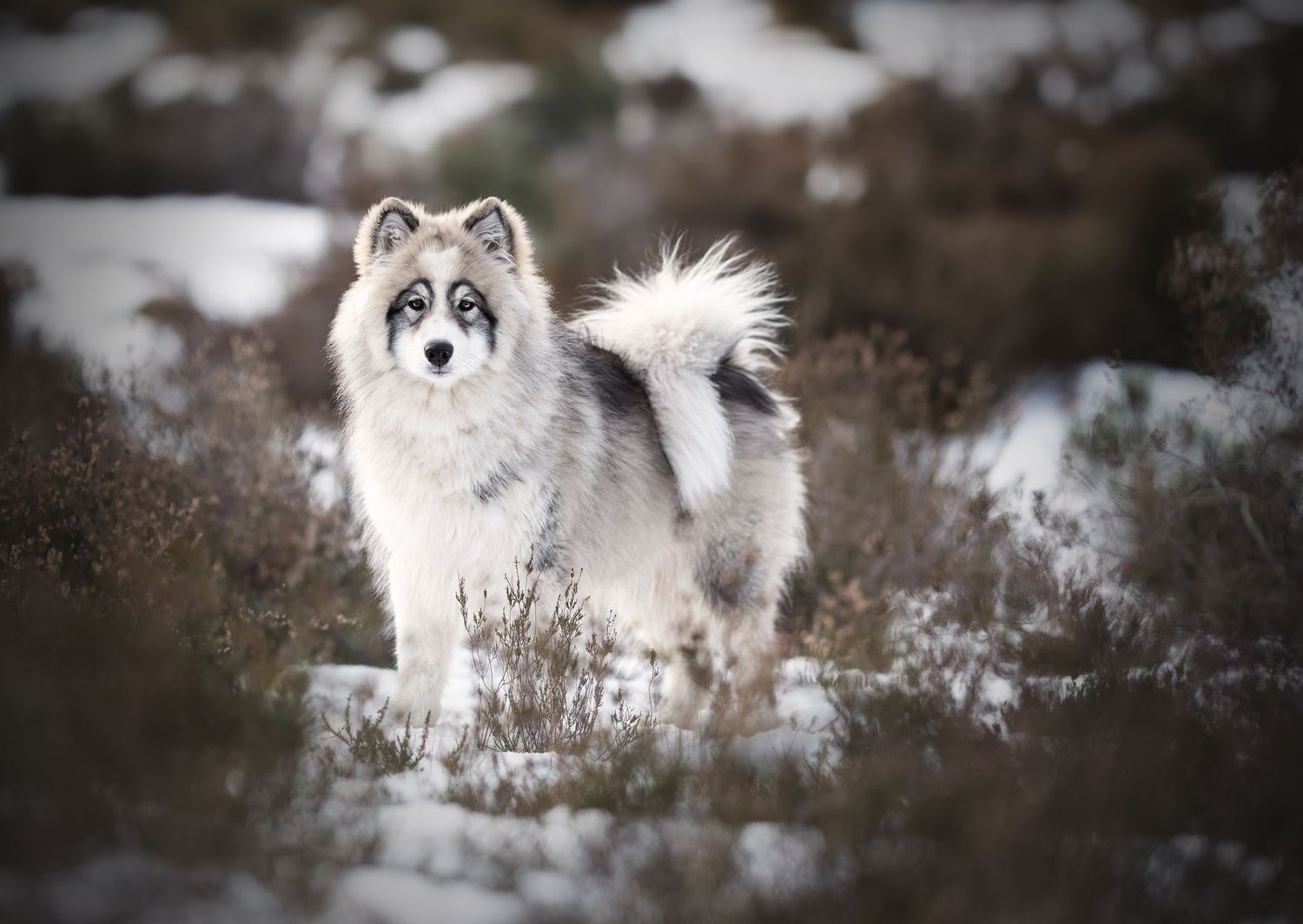 husky in de sneeuw