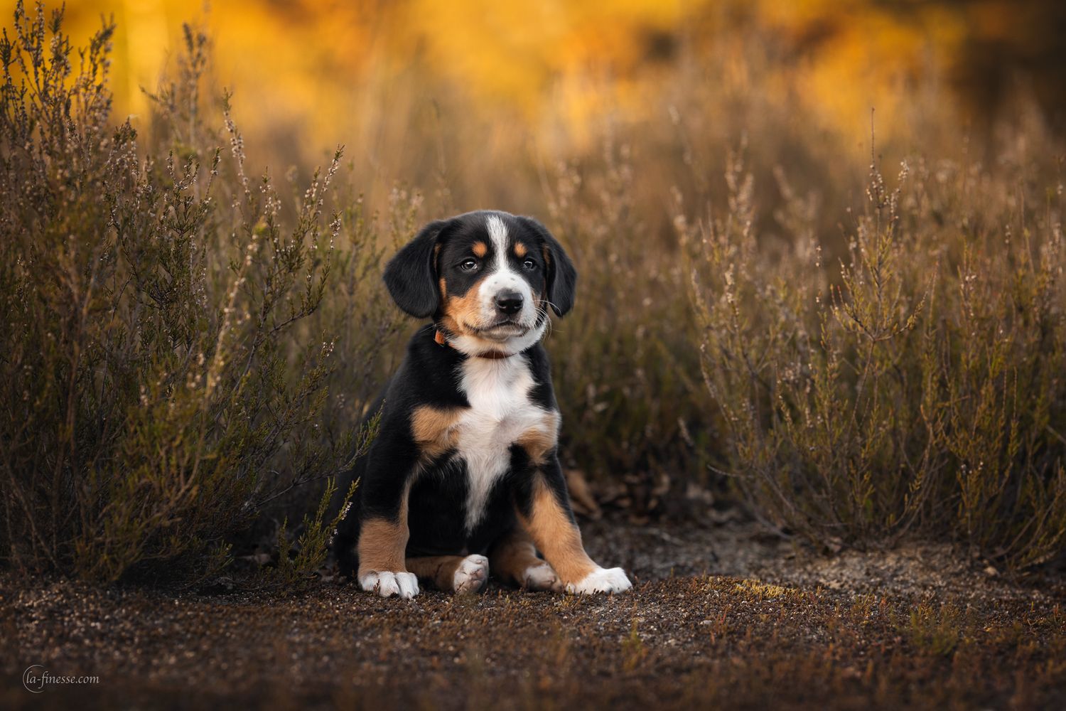 puppy