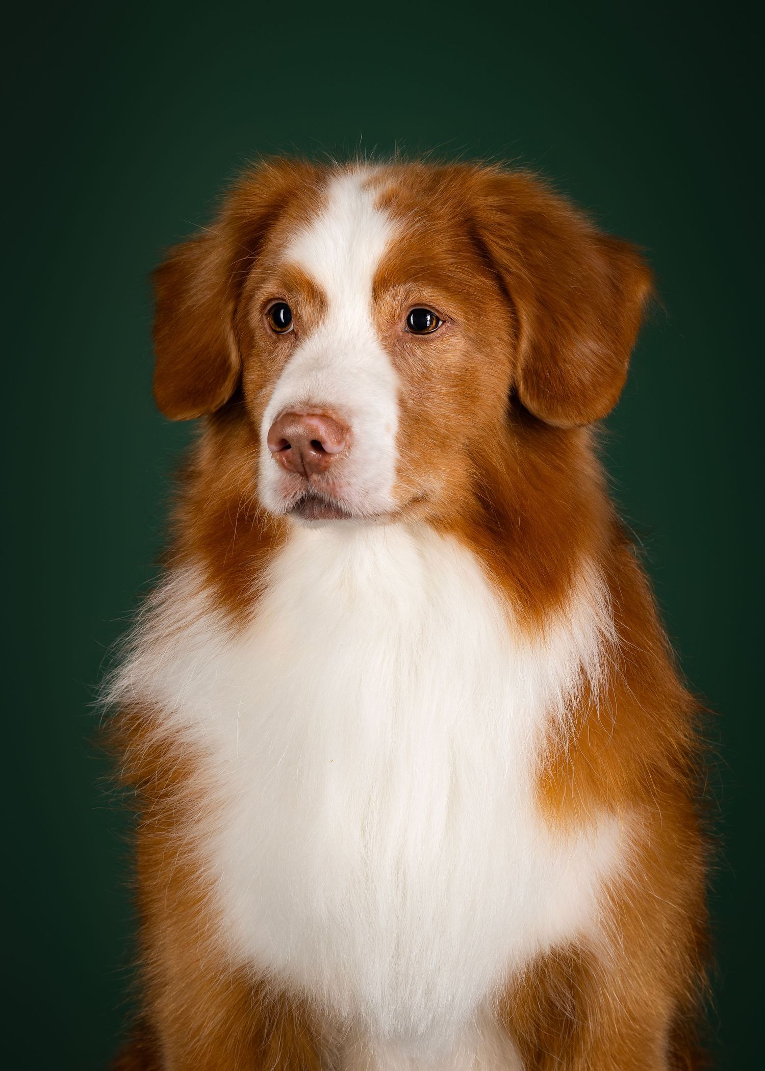 hond in studio