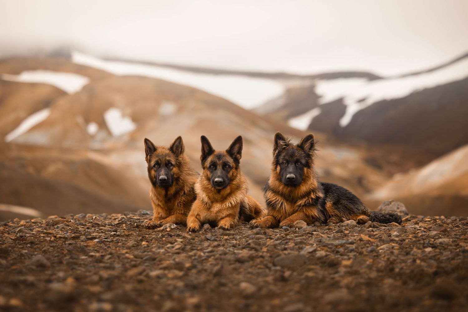 portret van 3 Duitse herders