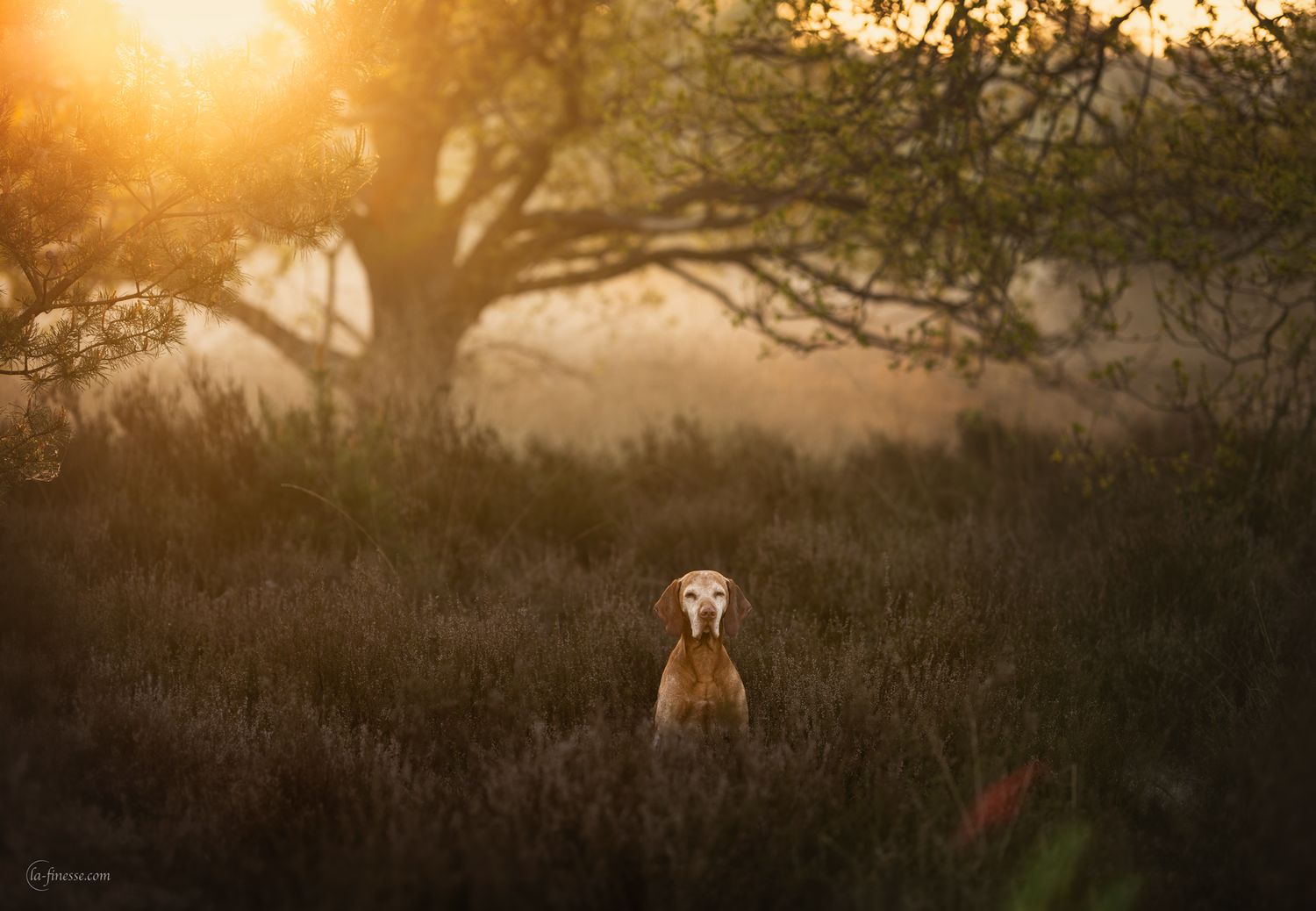 vizsla