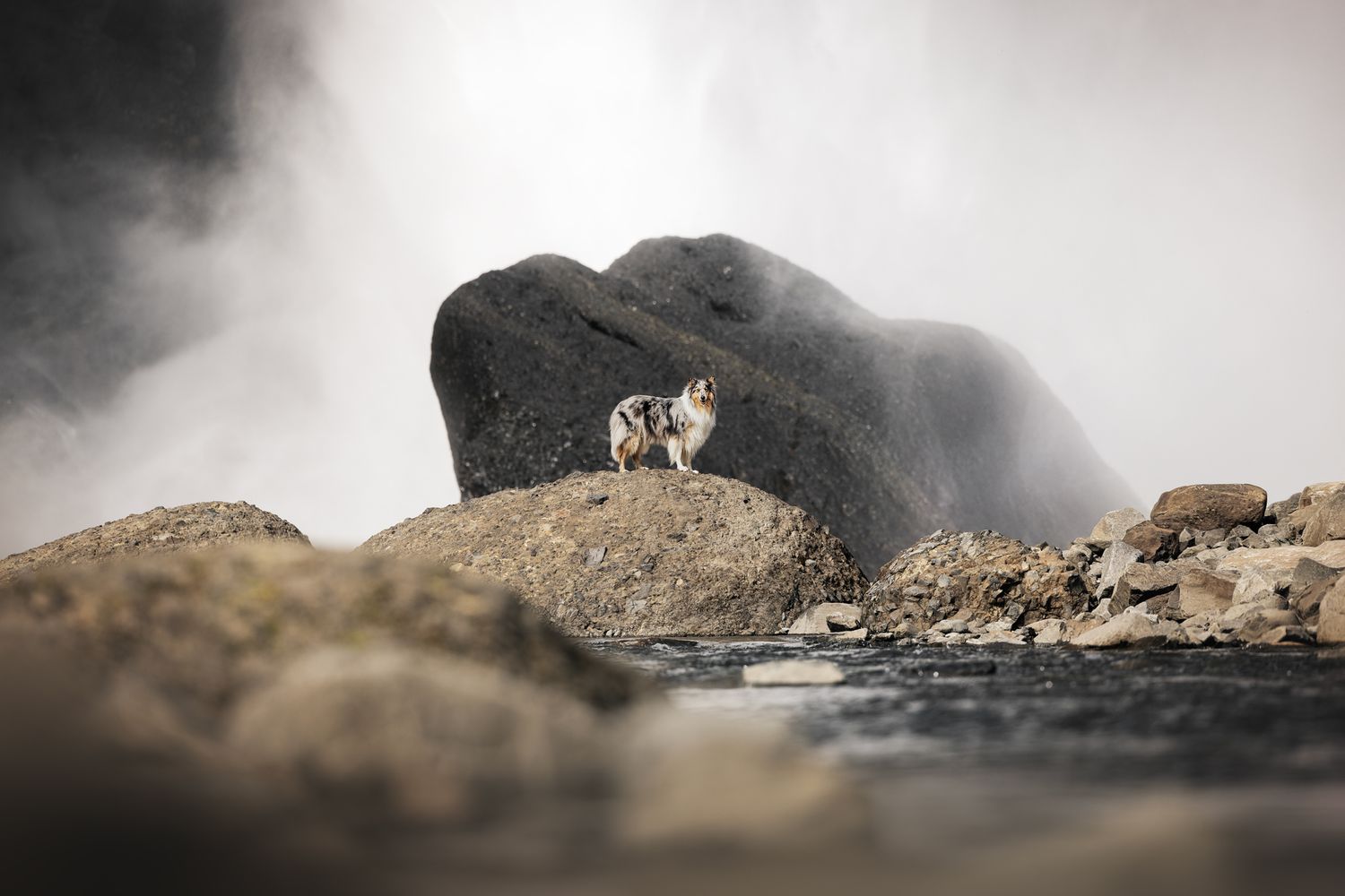 hond bij waterval