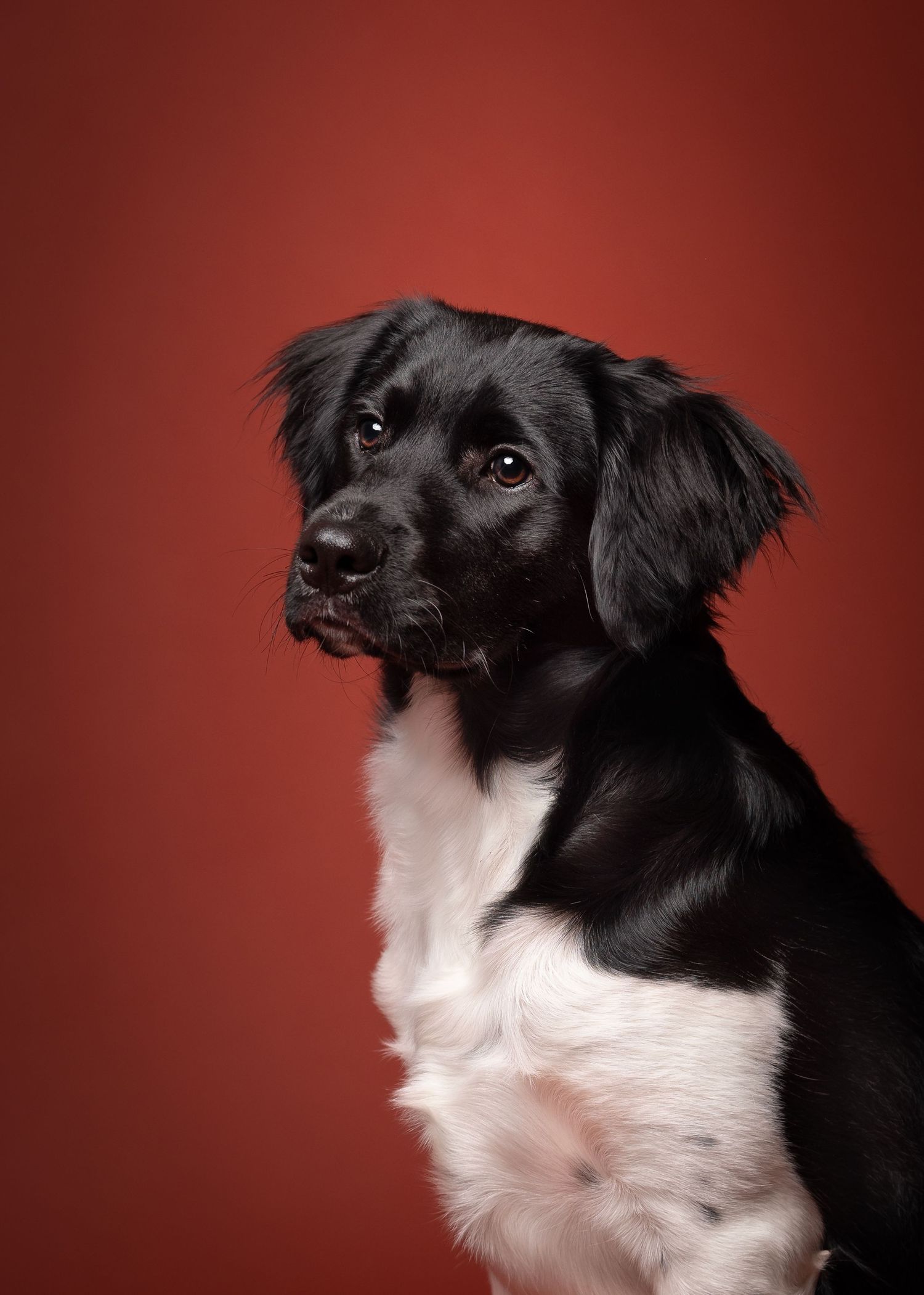 hond in studio