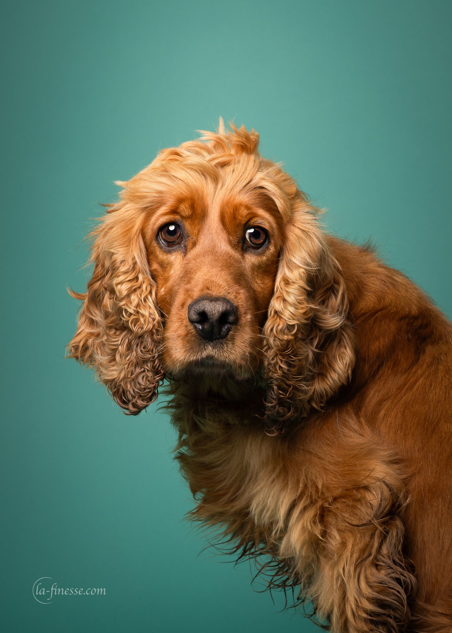 cocker