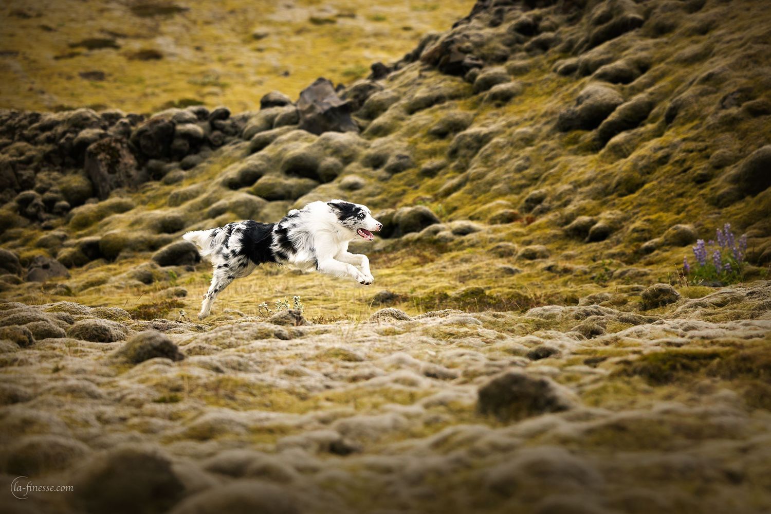 hond in actie