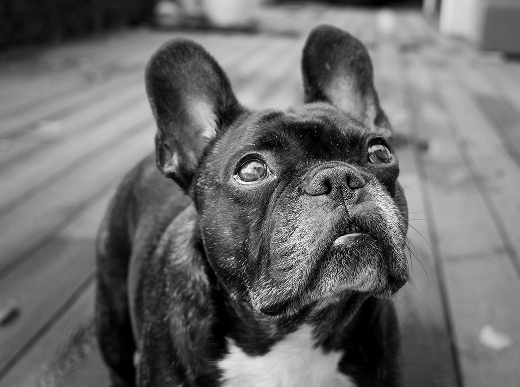Pet photography