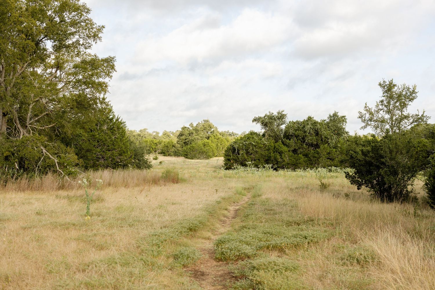 A rustic dirt path cuts through dry golden meadow grass leading toward a dense grove of green trees under cloudy skies.