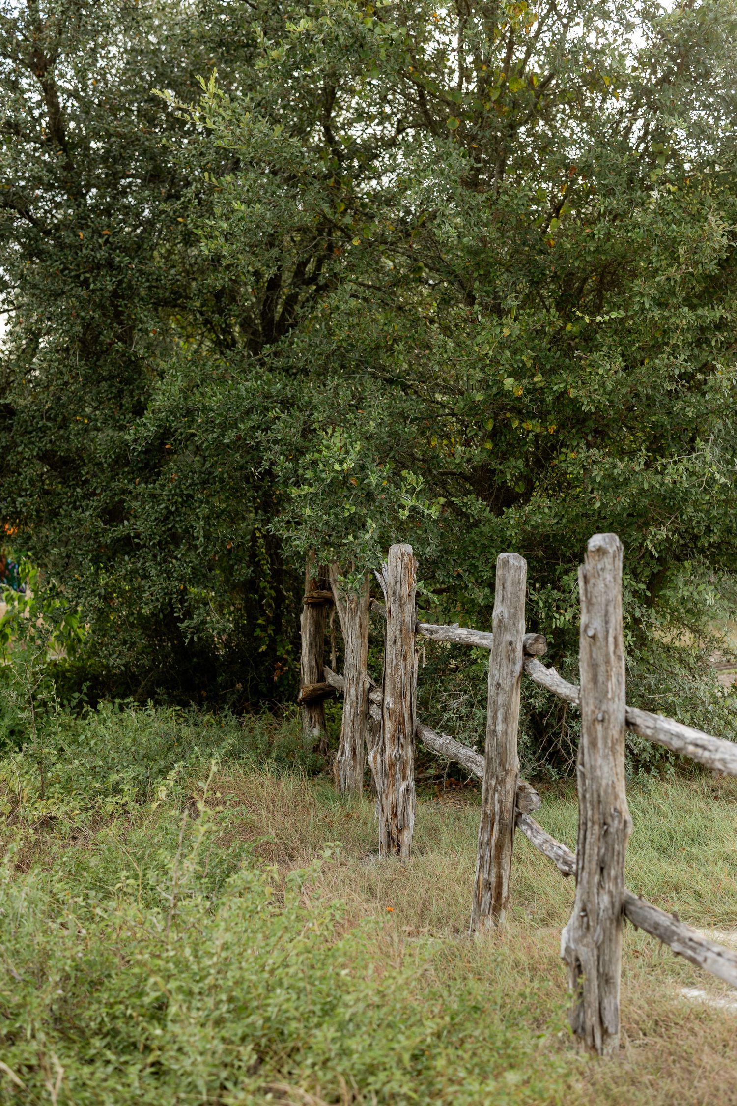 Weathered wooden fence posts stand among lush green trees and wild grass in a rustic rural landscape setting at Charro Ranch Park.