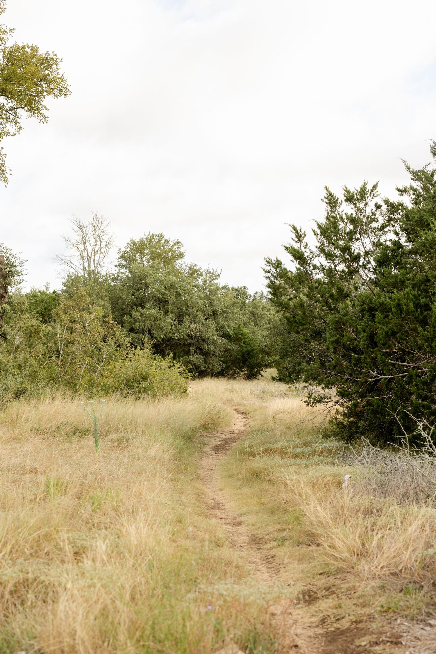A narrow dirt trail winds through golden grasslands bordered by lush green cedar and oak trees under a cloudy sky.