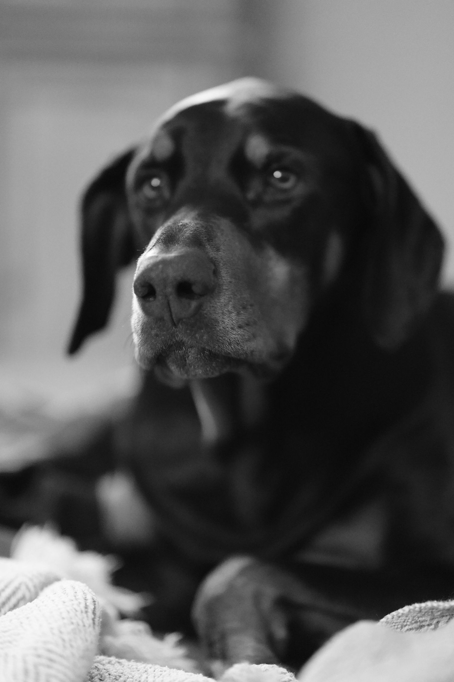 Black Labrador dog resting on soft bedding in black and white photography.