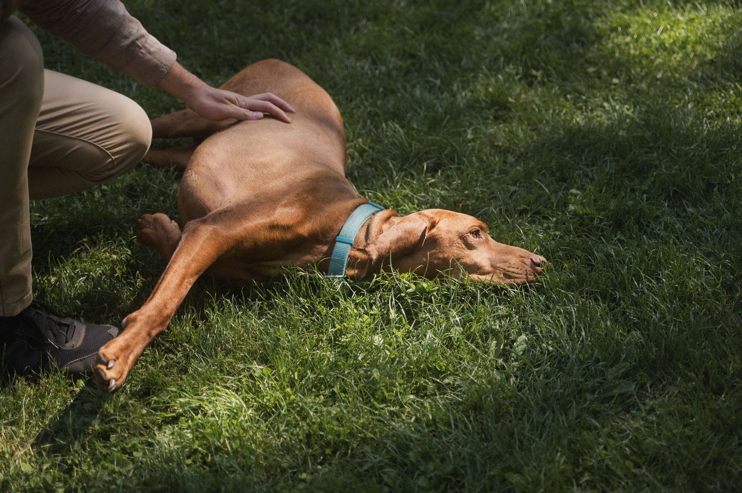 A relaxed brown dog lying on green grass while receiving a gentle belly rub in the sunlight.
