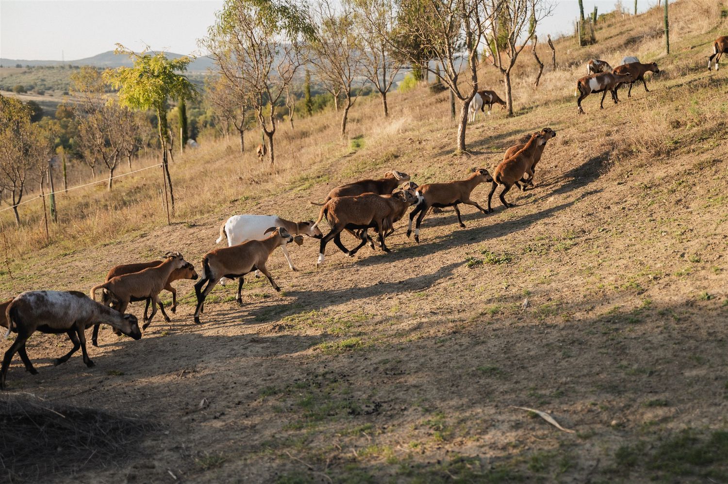 A herd of donkeys walking along a hillside path in late afternoon light.
