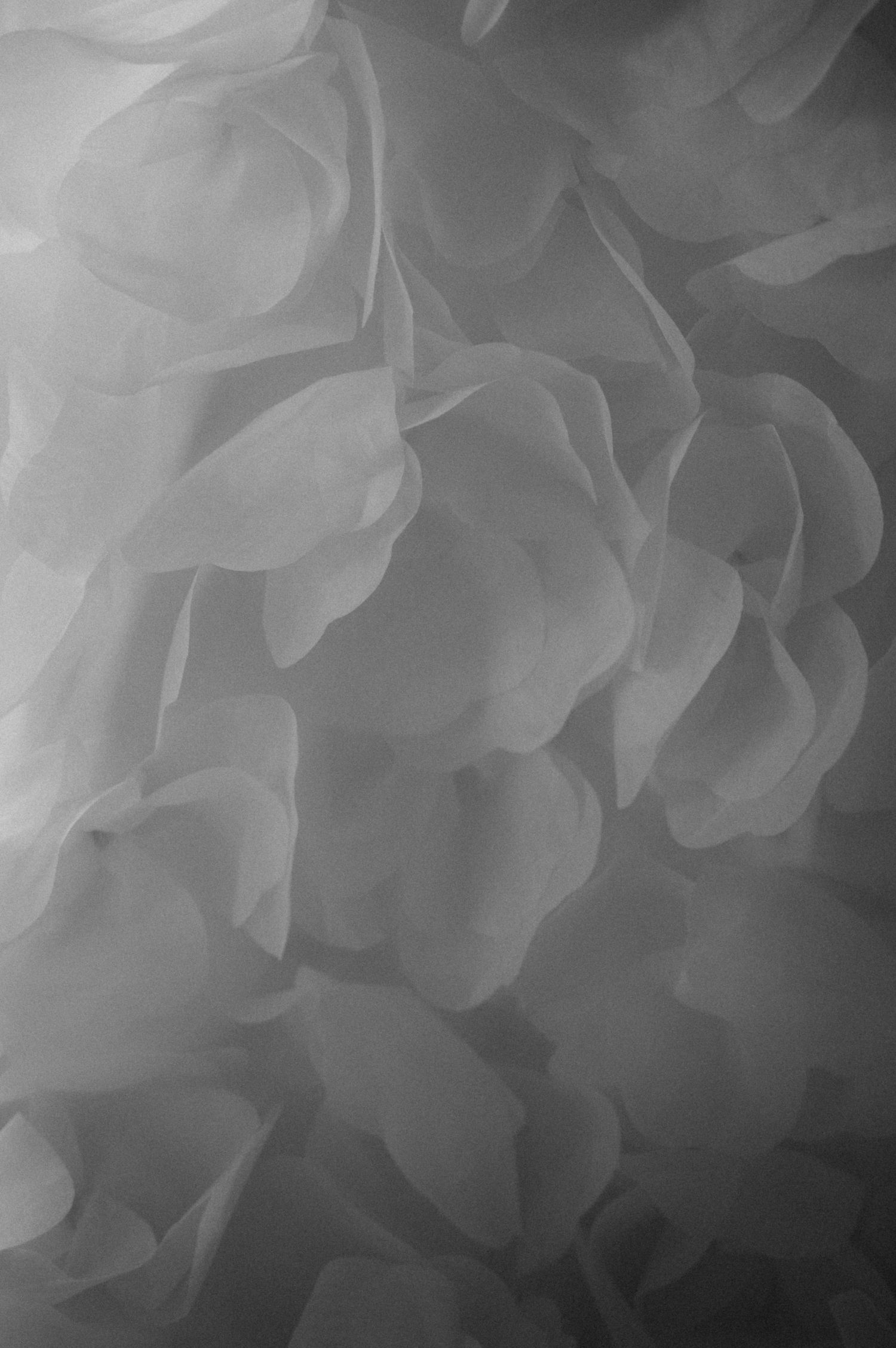 Black and white close-up of delicate layered fabric petals creating a soft, ethereal floral texture.