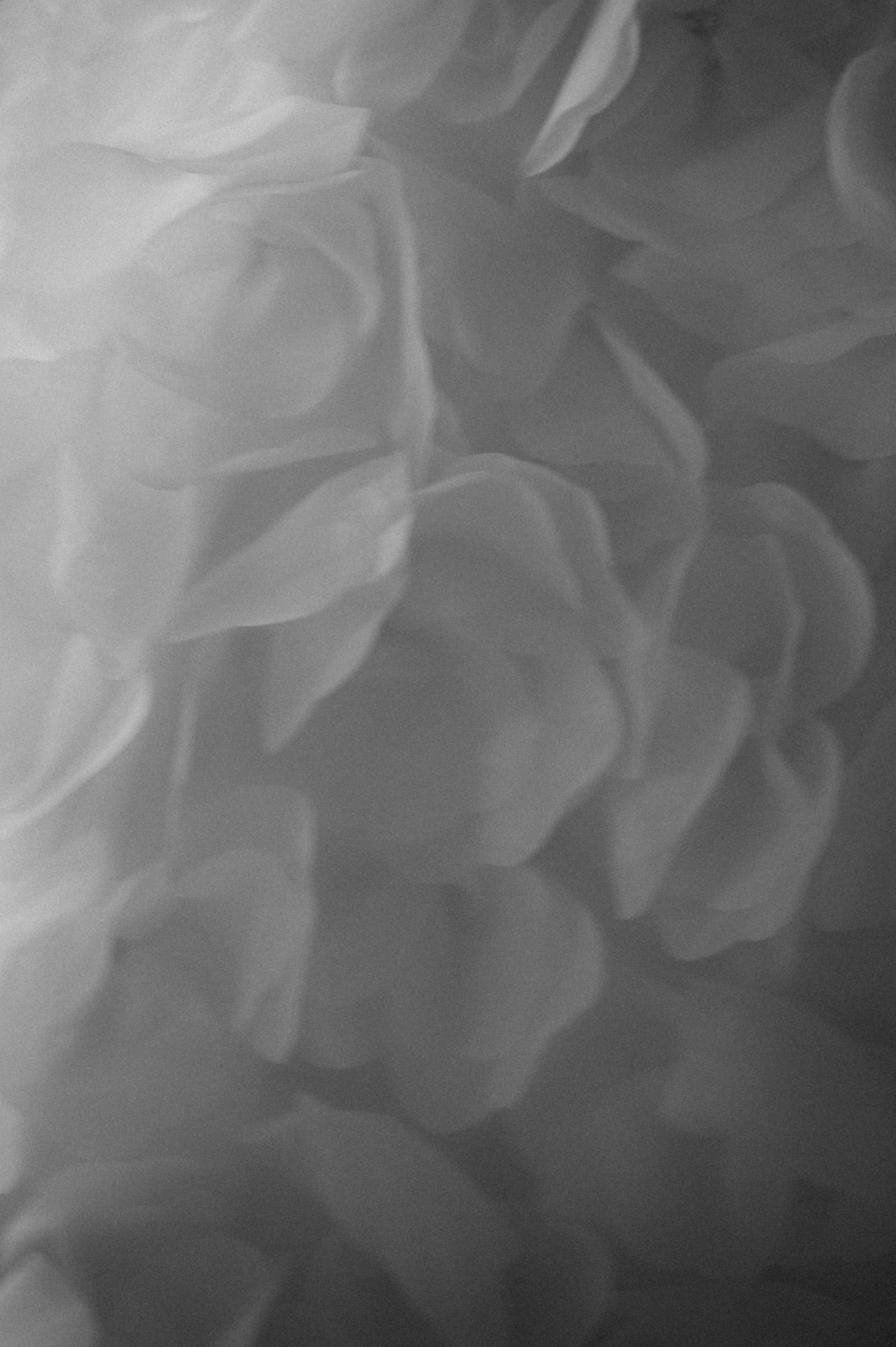 Abstract black and white close-up of soft, layered fabric petals creating a delicate floral texture.