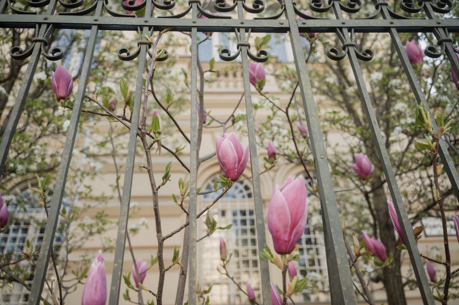 Pink magnolia blossoms bloom against ornate wrought iron fence with a classic building facade in the background.