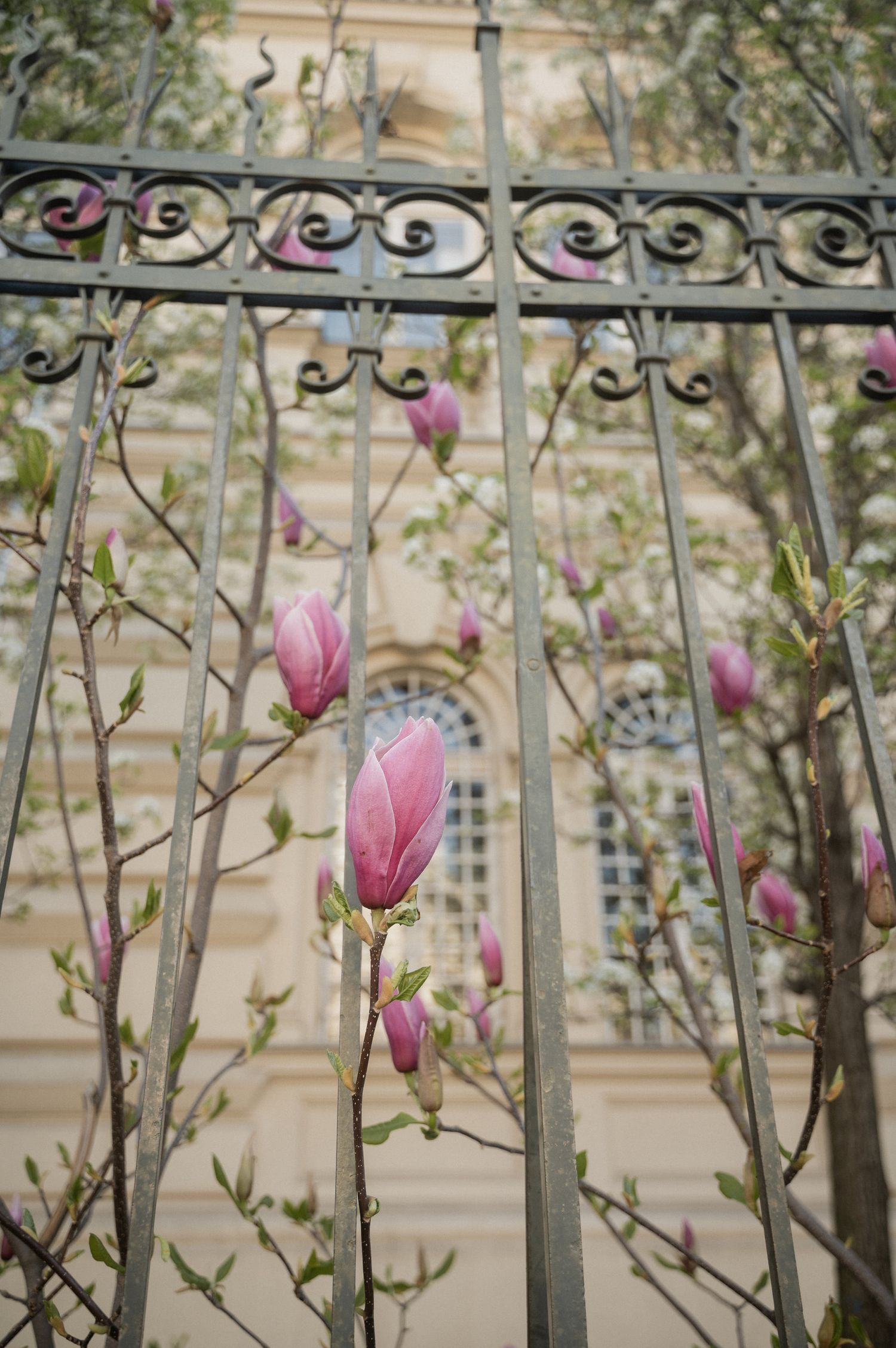 Pink magnolia blossoms bloom against an ornate wrought iron fence and classical building facade in springtime.