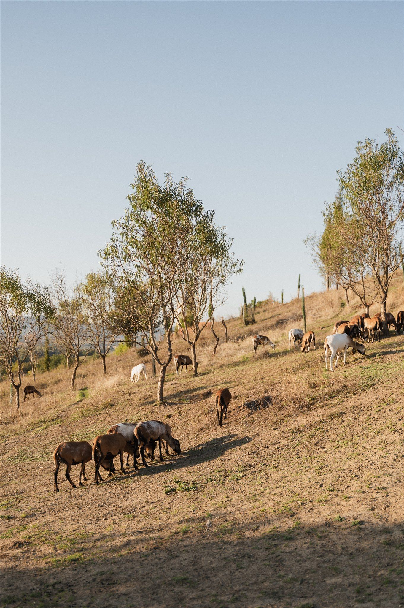 Horses graze on a hillside with scattered trees during golden hour.