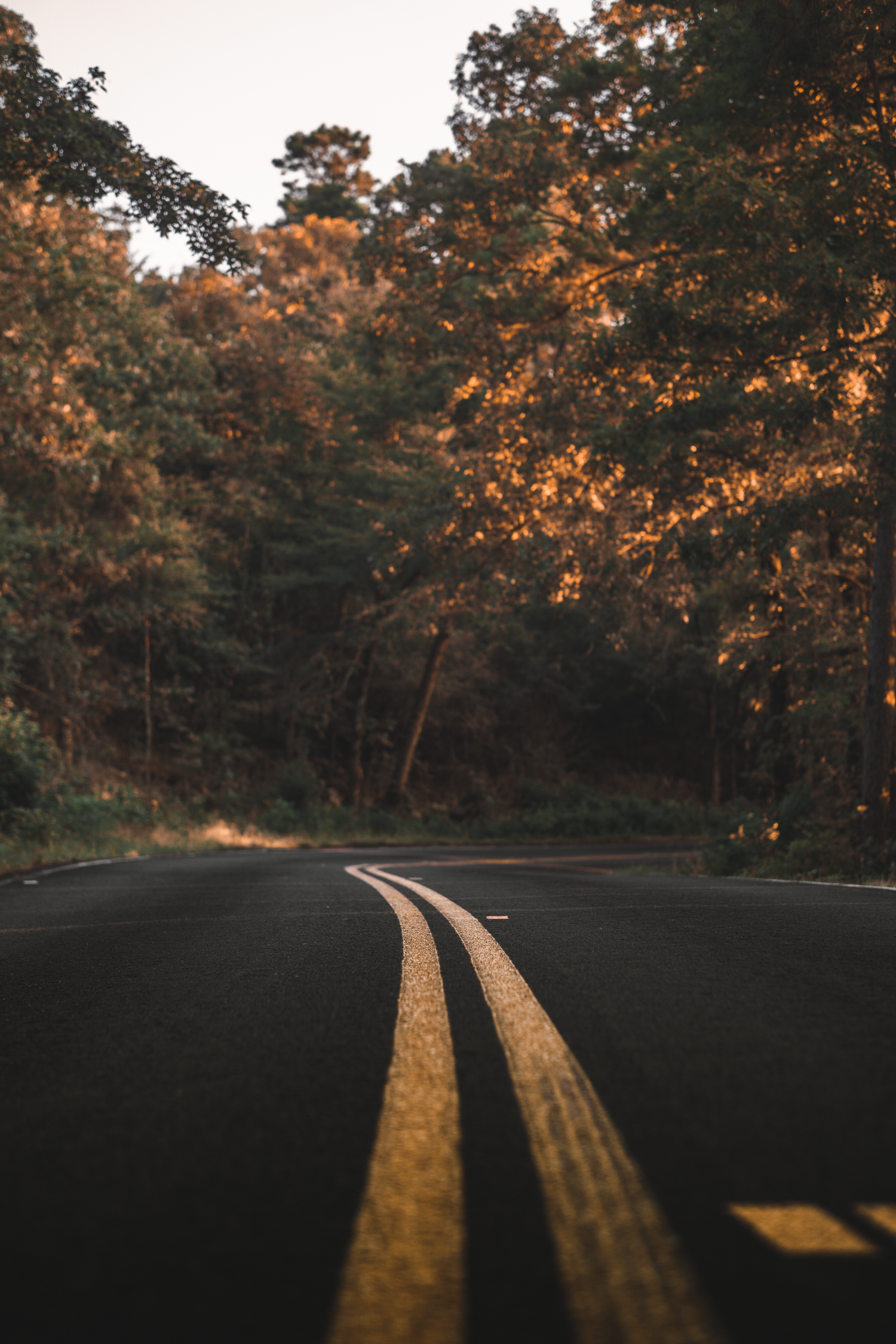 Curved yellow road lines lead through a forest path during golden hour.