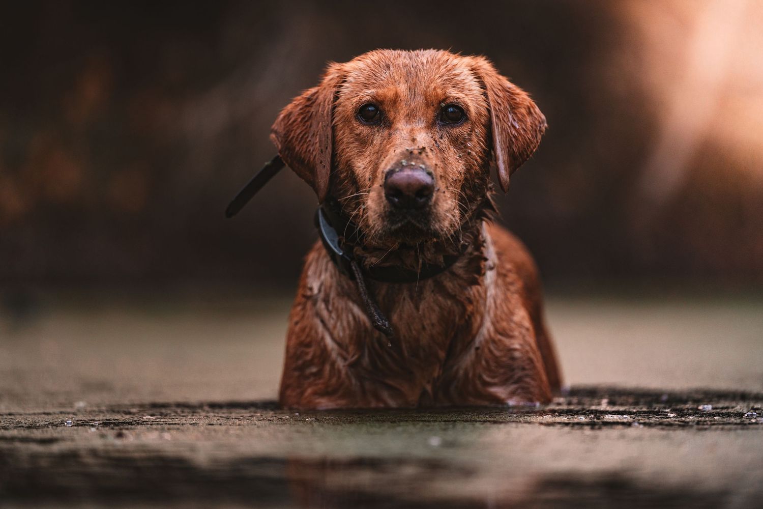 Wet hunting dog with reddish coat looking into distance during golden hour.
