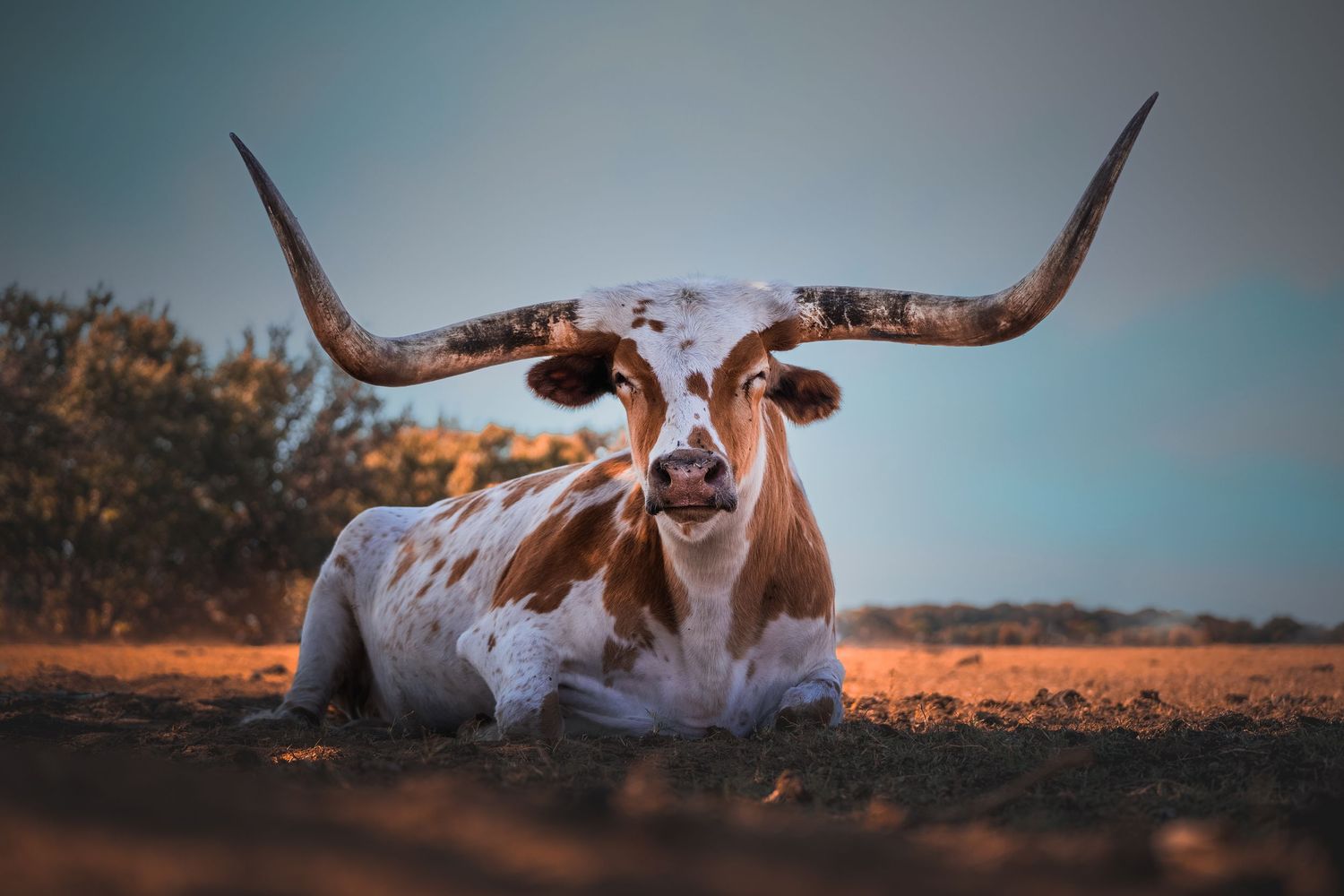 A longhorn cow with impressive horns rests on the ground during sunset.