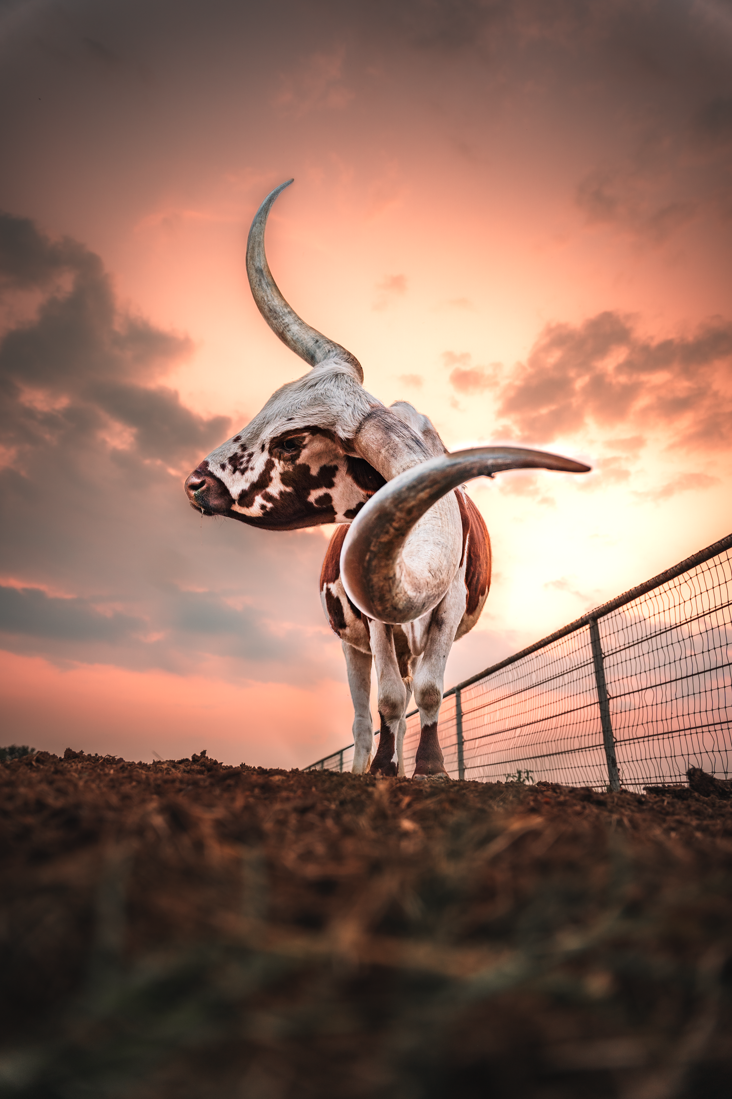 Dramatic photo of longhorn skull against sunset sky with metal fence in background.
