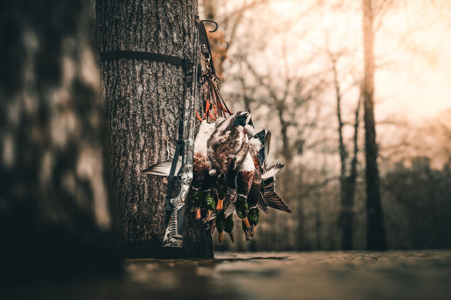 Collection of old keys hanging on rustic tree trunk in forest setting.