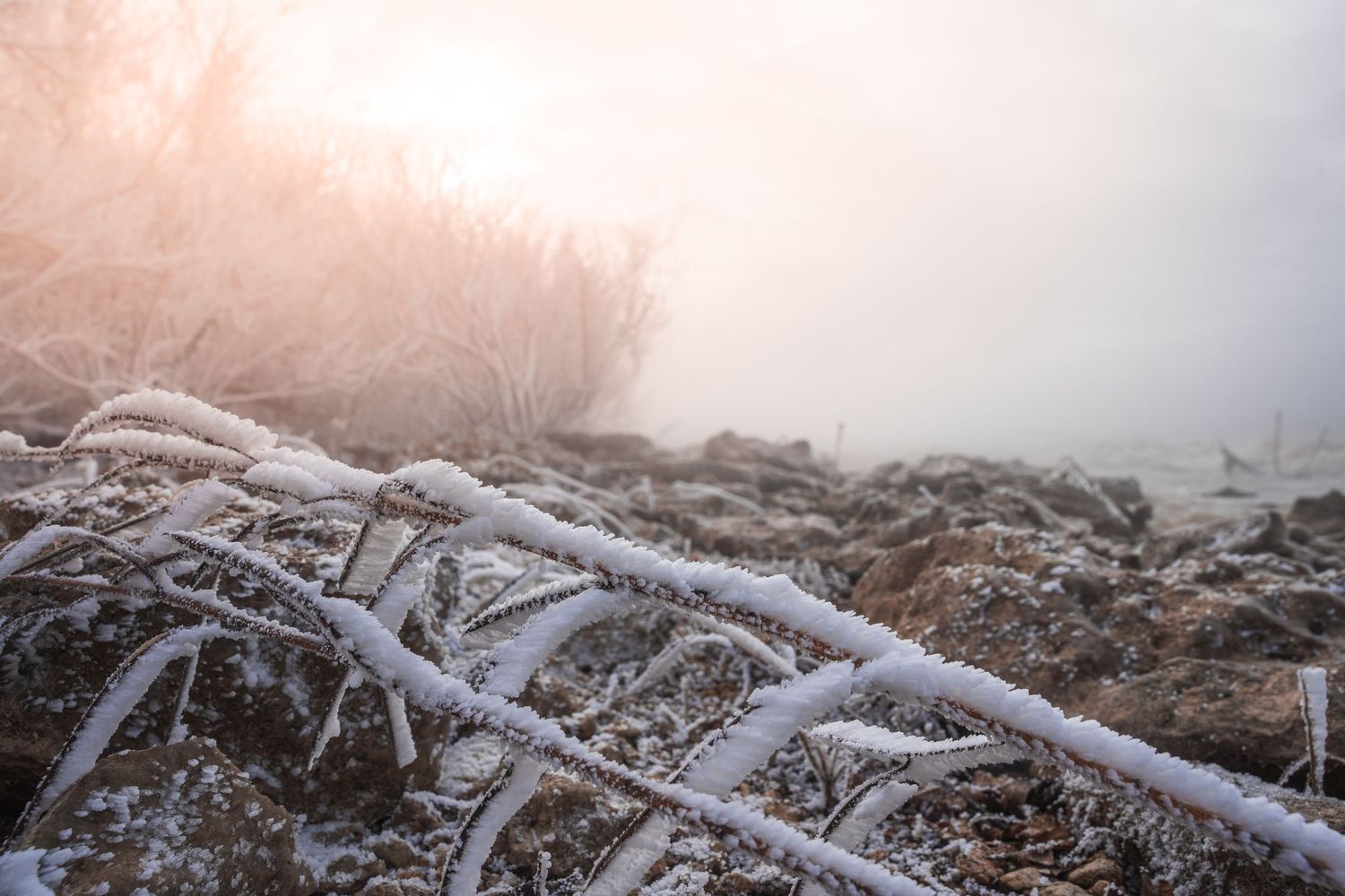 Frost covered branches create delicate patterns against misty winter sky.