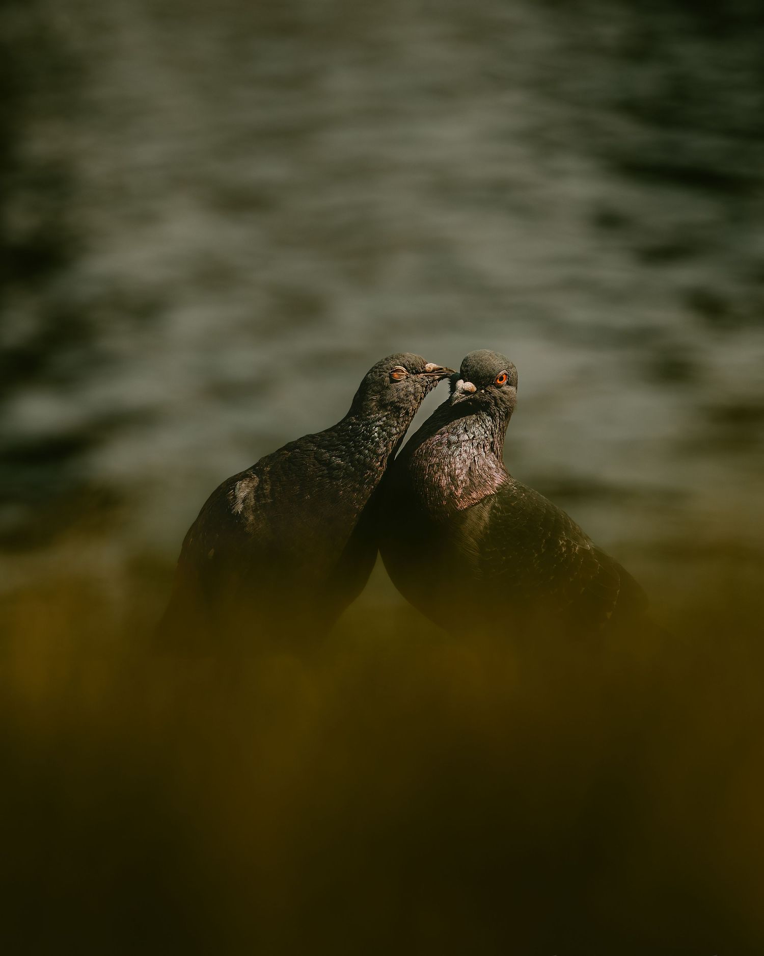 Close-up nature shot of two birds perched together in soft focus.