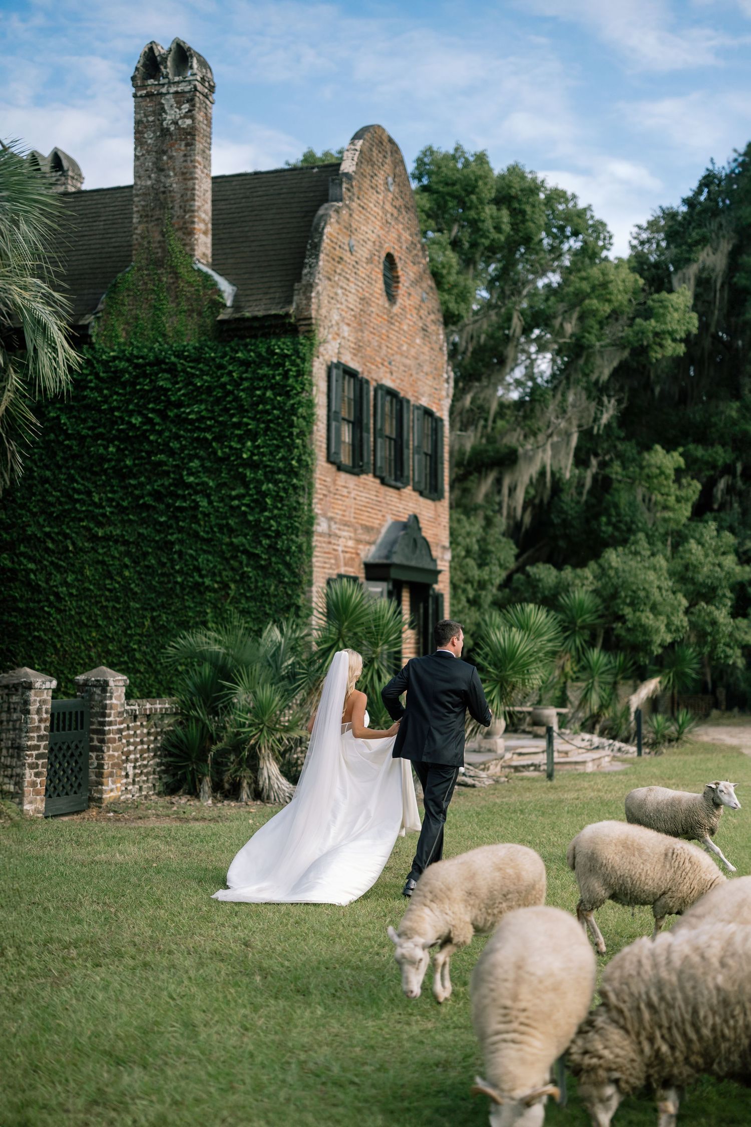 Bride in a flowing gown and groom in a tuxedo walk hand in hand past grazing sheep in front of a historic brick house covered in ivy.