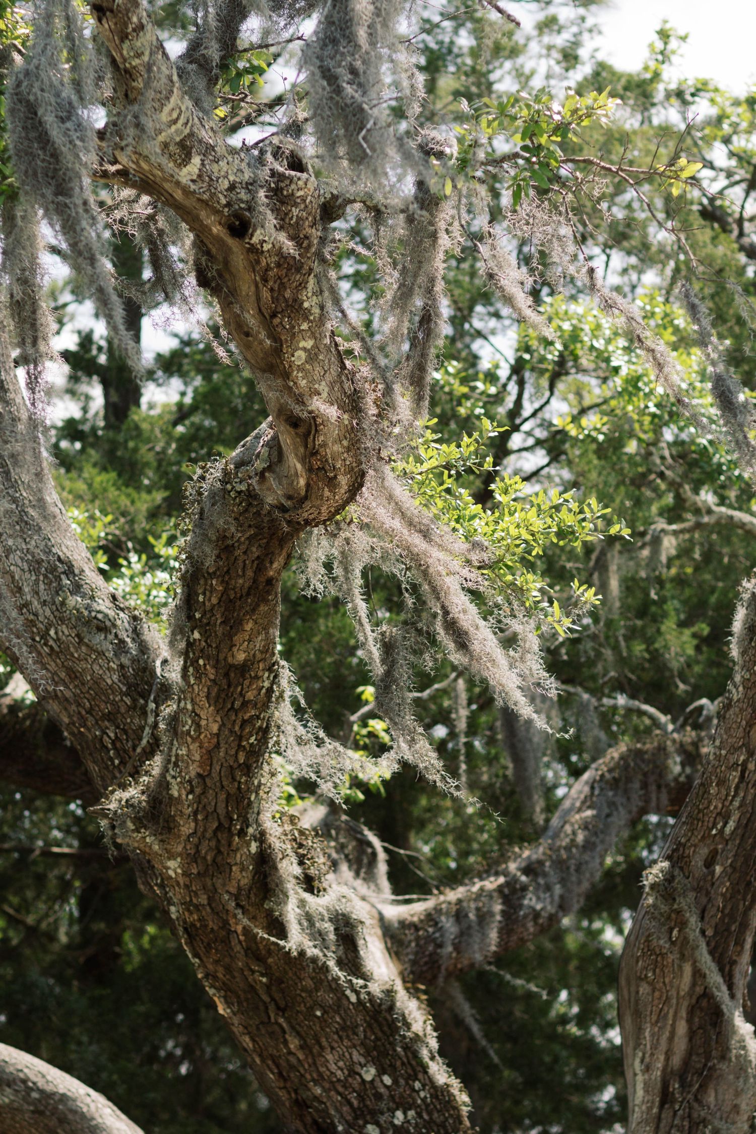 Sun-kissed Spanish moss on a live oak tree flowing in the wind
