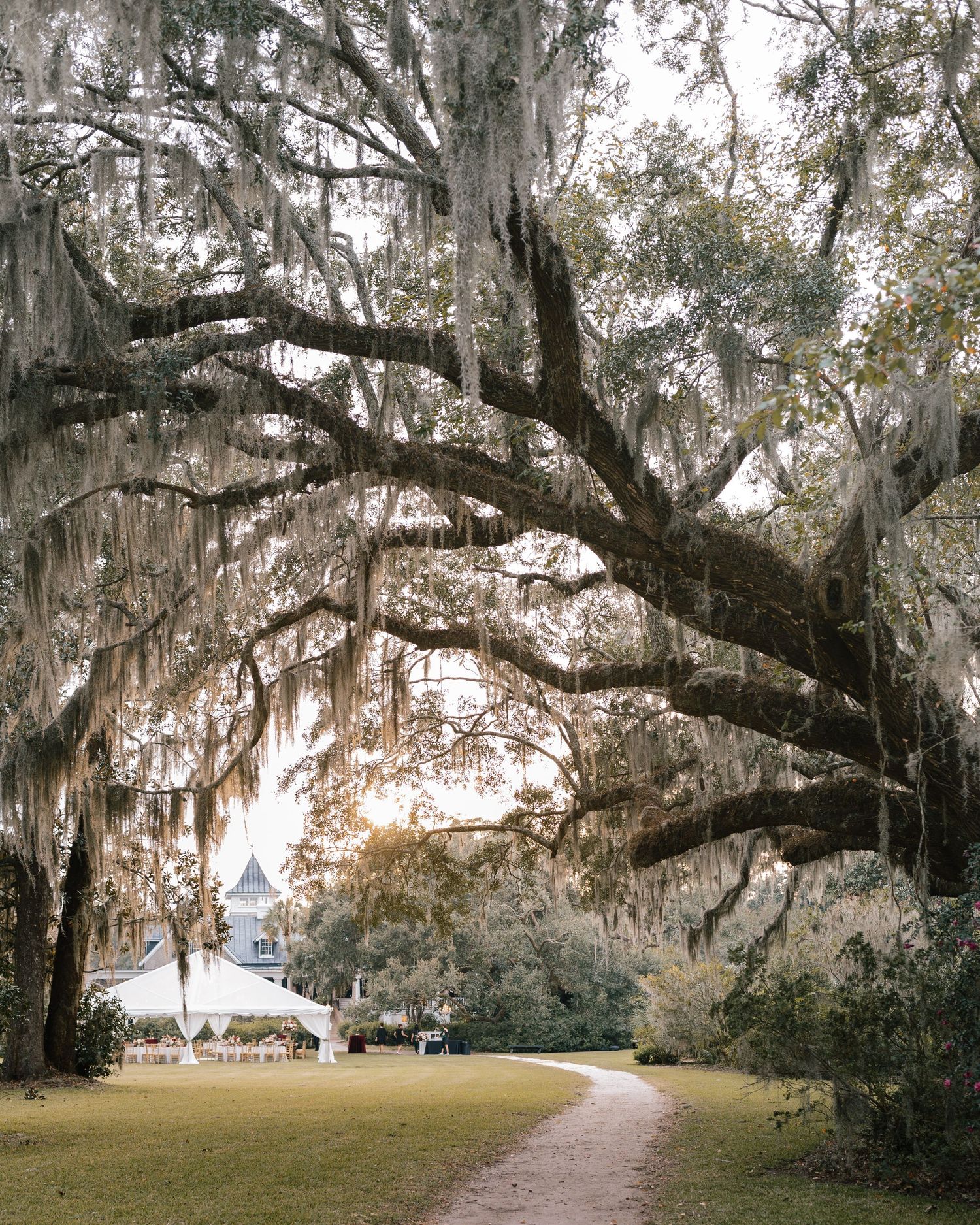 Wide view of a wedding tent under sprawling oak trees draped with Spanish moss at sunset at Magnolia Plantation