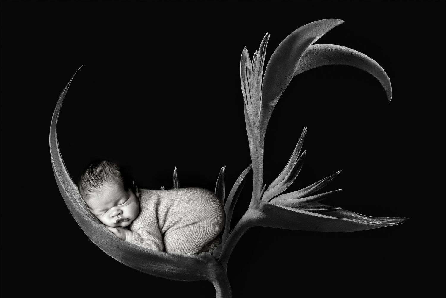 Tampa baby photographer