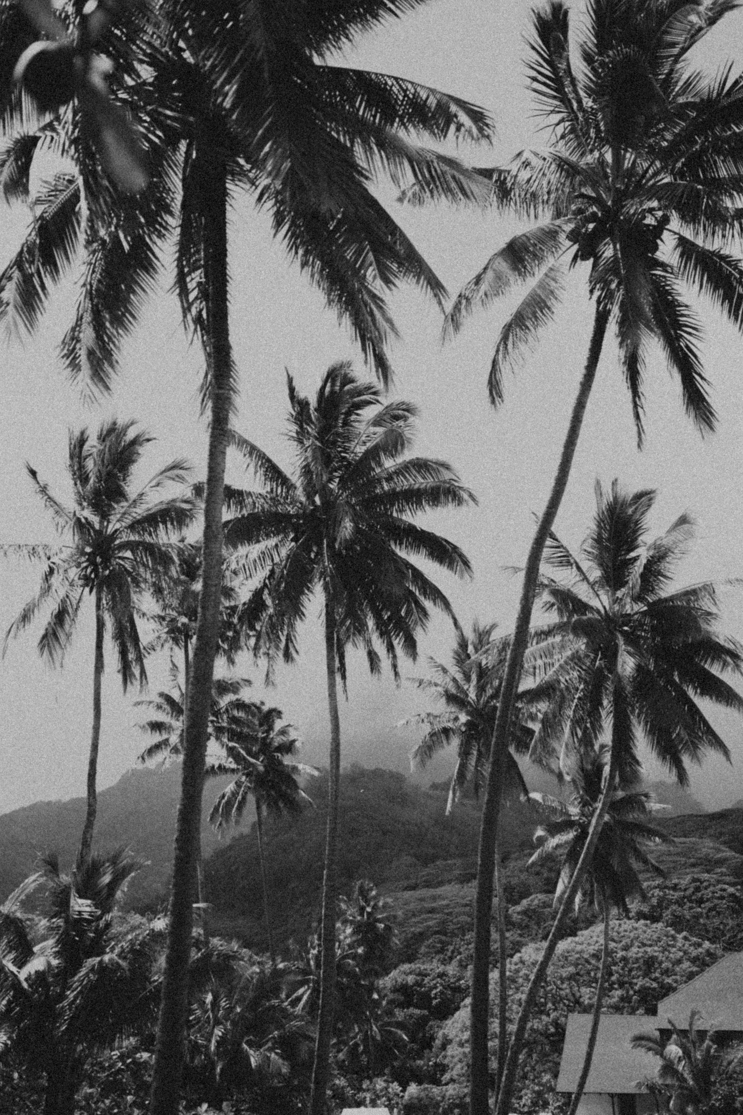 Palm Trees Swaying
Black and White photo of Coconut Trees in Rarotonga.