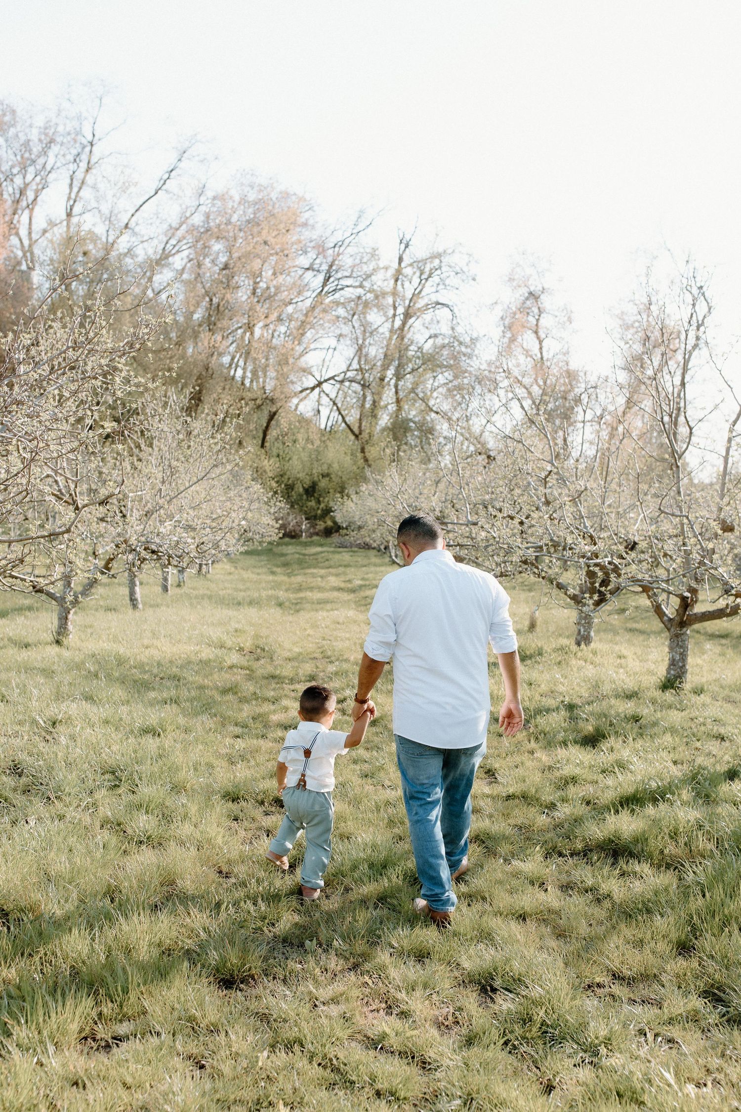 Two people walking hand in hand through a blooming spring orchard with white flowering trees on a sunny day.