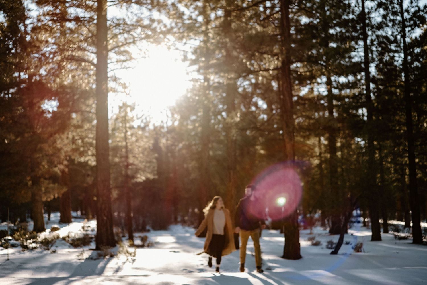 Sun flare illuminates a snowy forest path between tall evergreen trees.