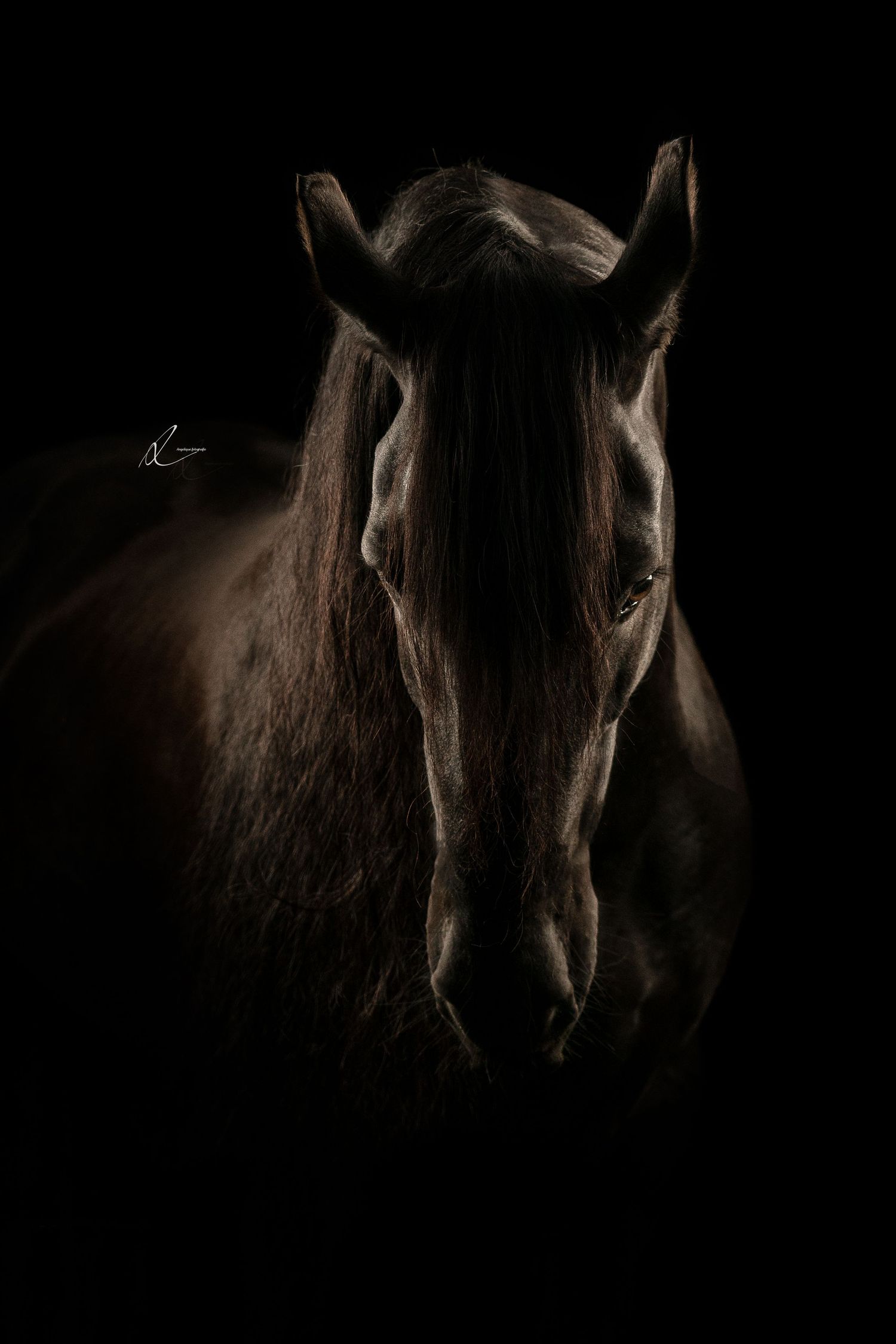 Dramatic low key portrait of a dark horse's face against black background with moody artistic lighting.