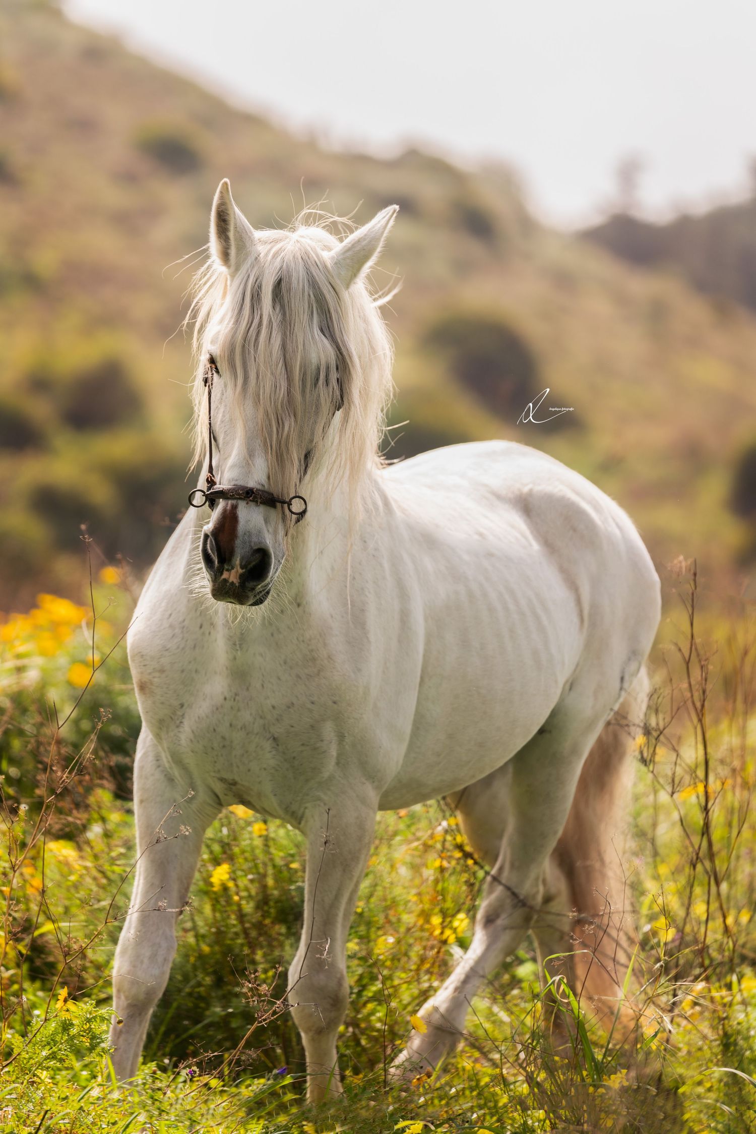 Beautiful white horse stands in a meadow of yellow wildflowers against mountainous terrain with sunlit mane flowing.