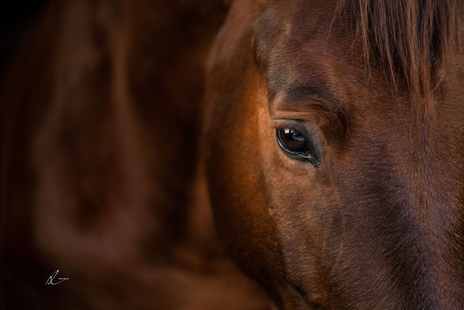Close-up of a horse's eye and chestnut fur showing gentle expression and intricate detail.