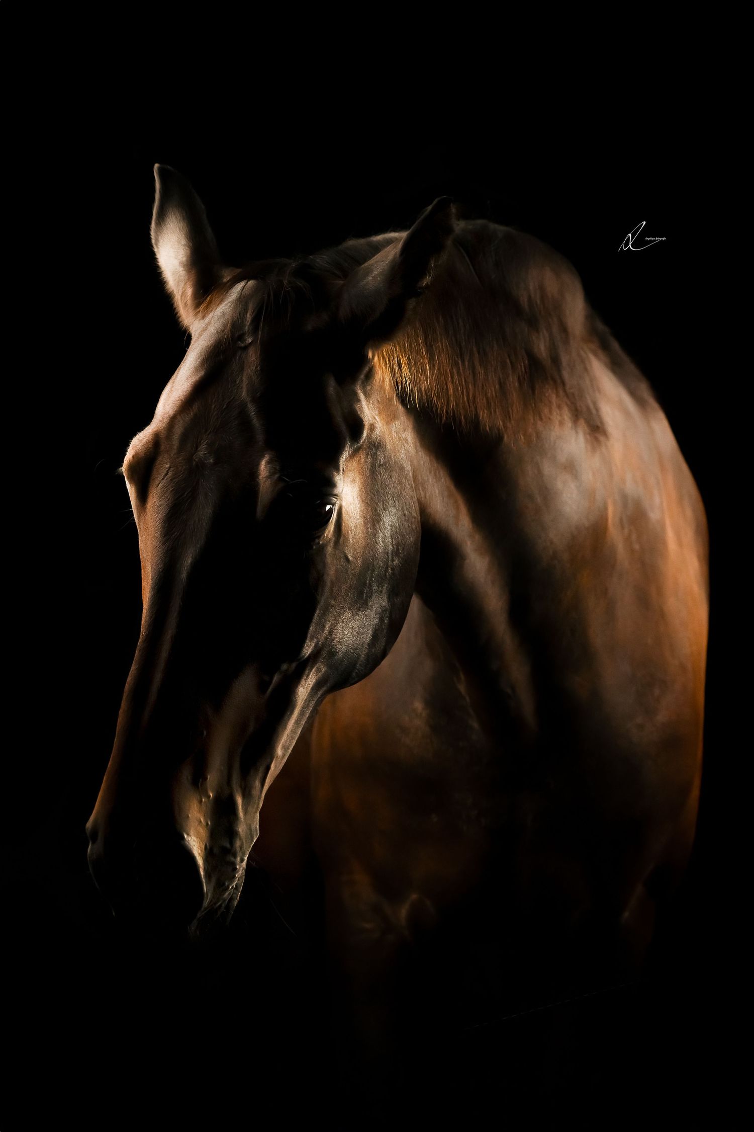 Dramatic low-key portrait of a brown horse's profile against a black background showing elegant neck and head curves.