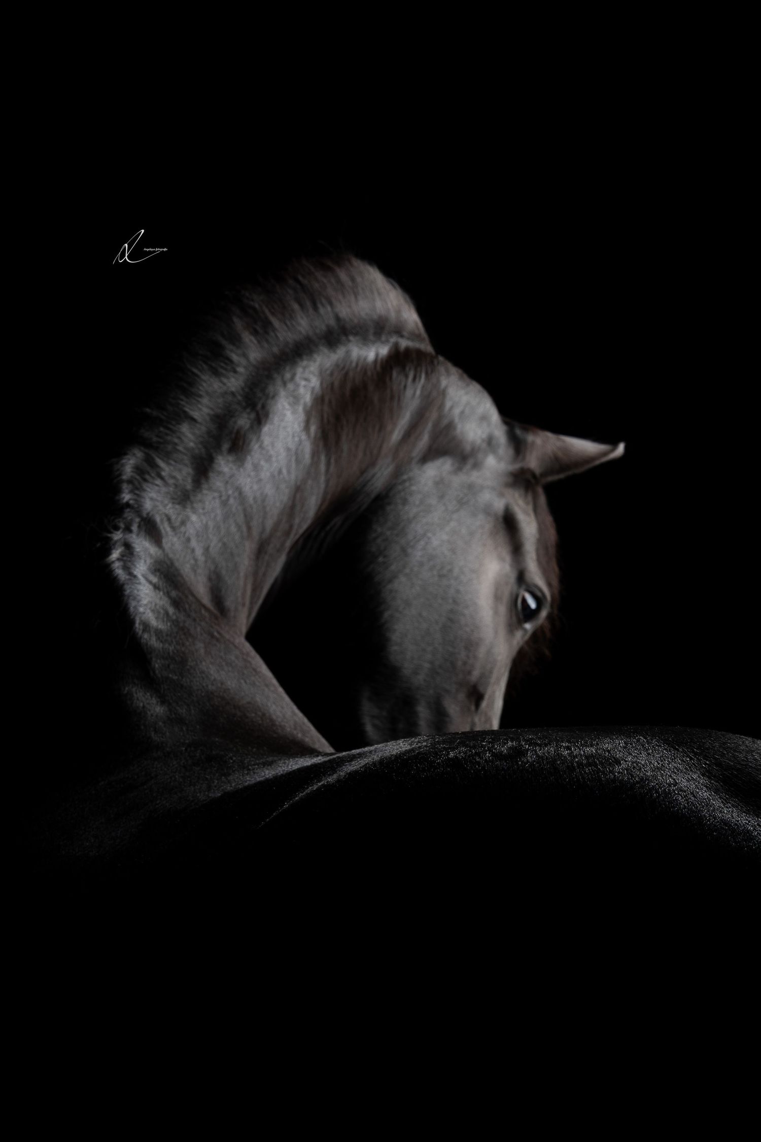 A dramatic dark horse portrait with arched neck against black background, showcasing elegant equine form in moody studio lighting.