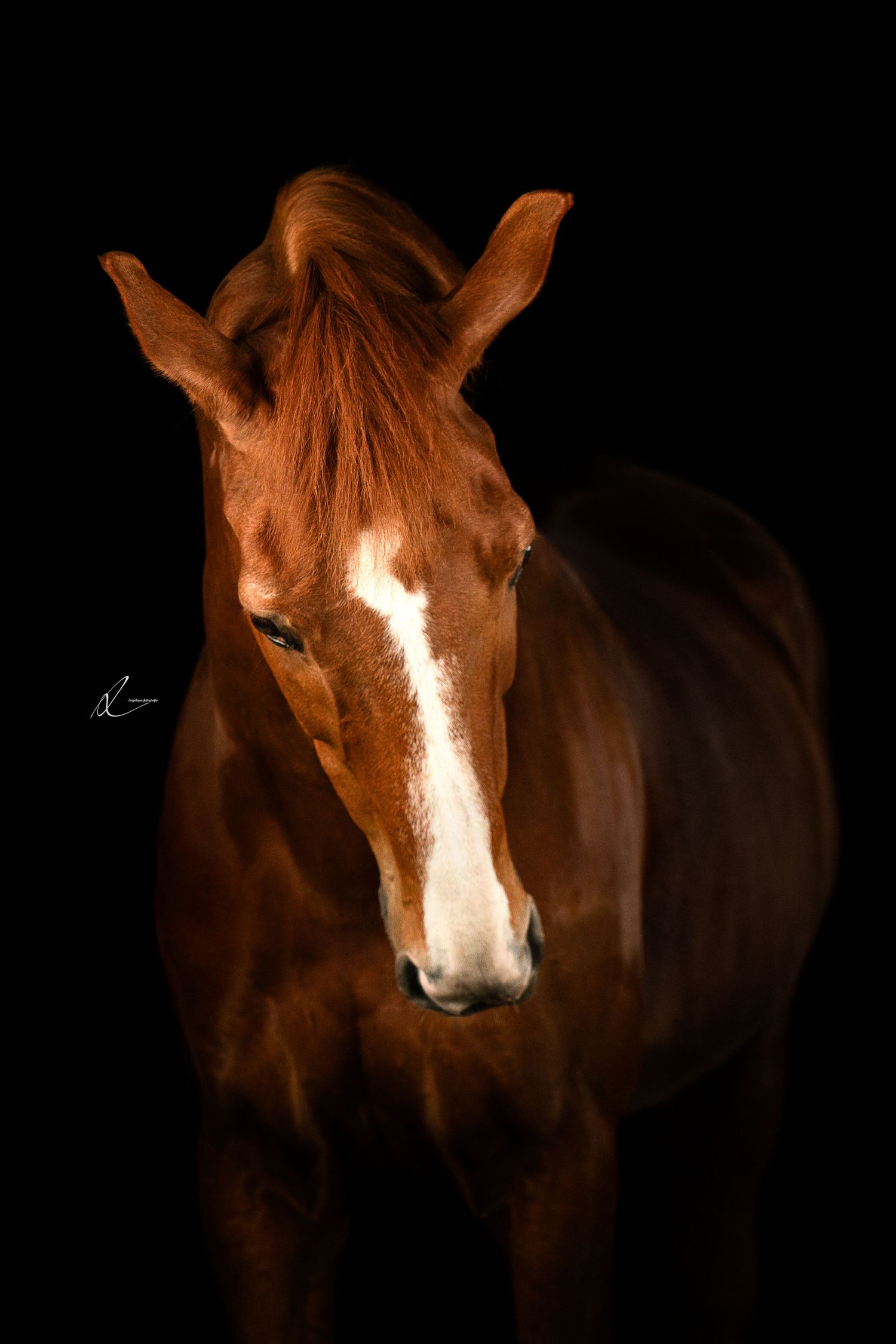 Beautiful chestnut horse with white blaze stands against dark background in dramatic fine art portrait.