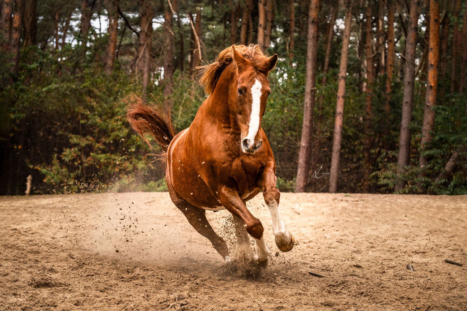A chestnut horse gallops and kicks up dust while running in a sandy arena surrounded by pine trees.