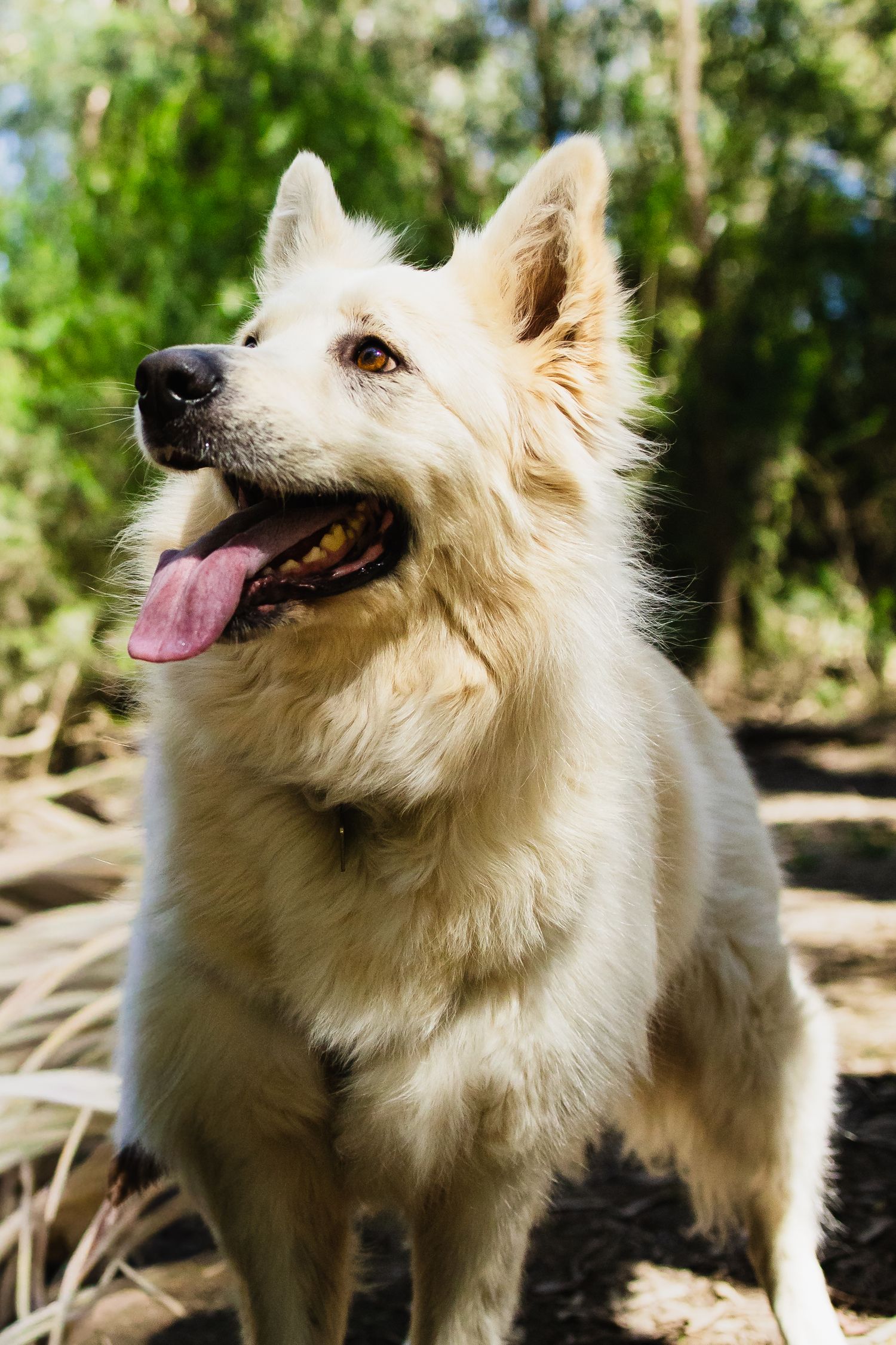 A fluffy white dog with tongue out stands in a sunlit outdoor setting with green trees in the background.