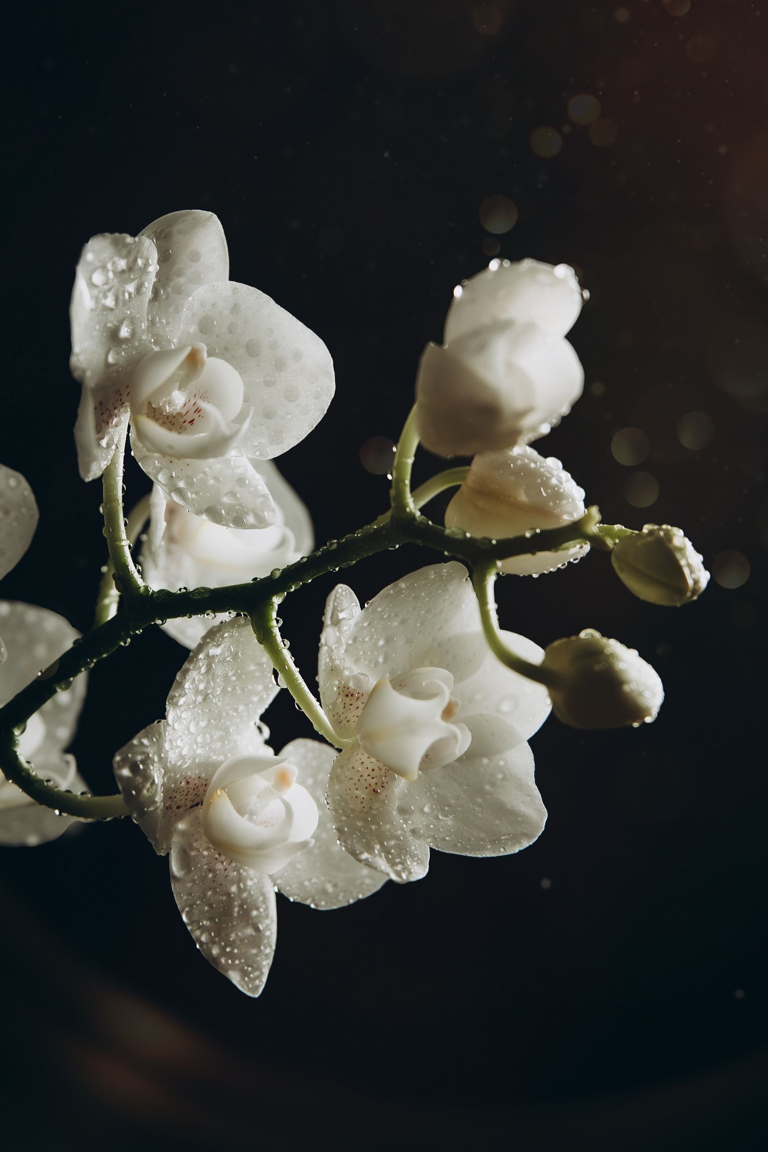 Christi Shay Fine Art Photography Botanical