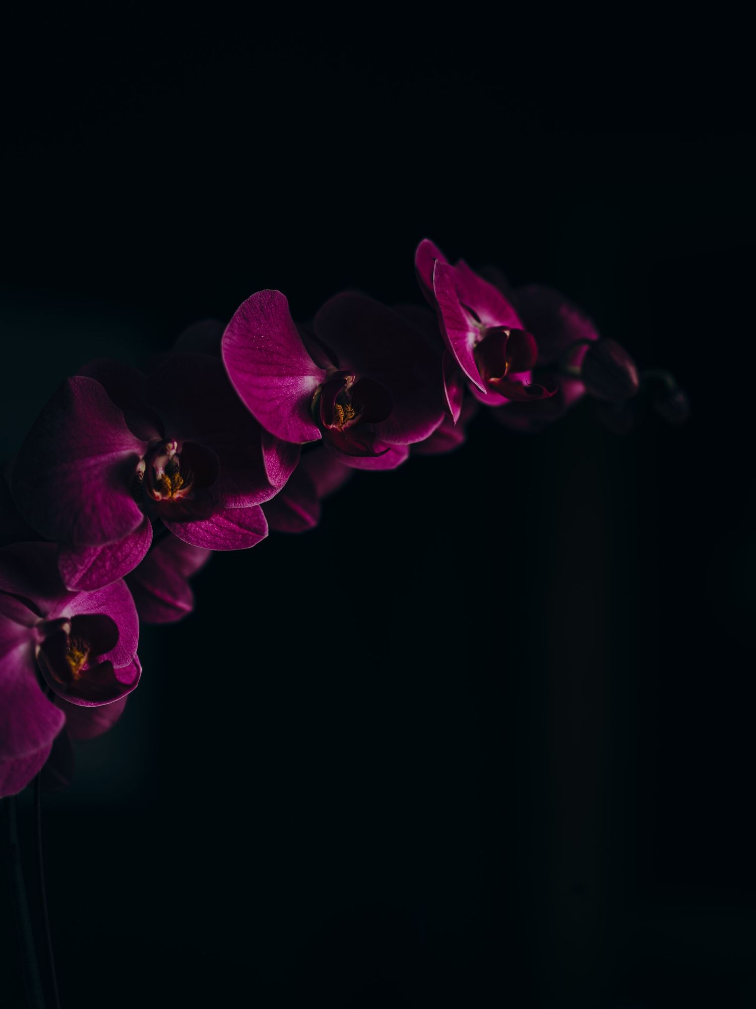 Christi Shay Fine Art Photography Botanical