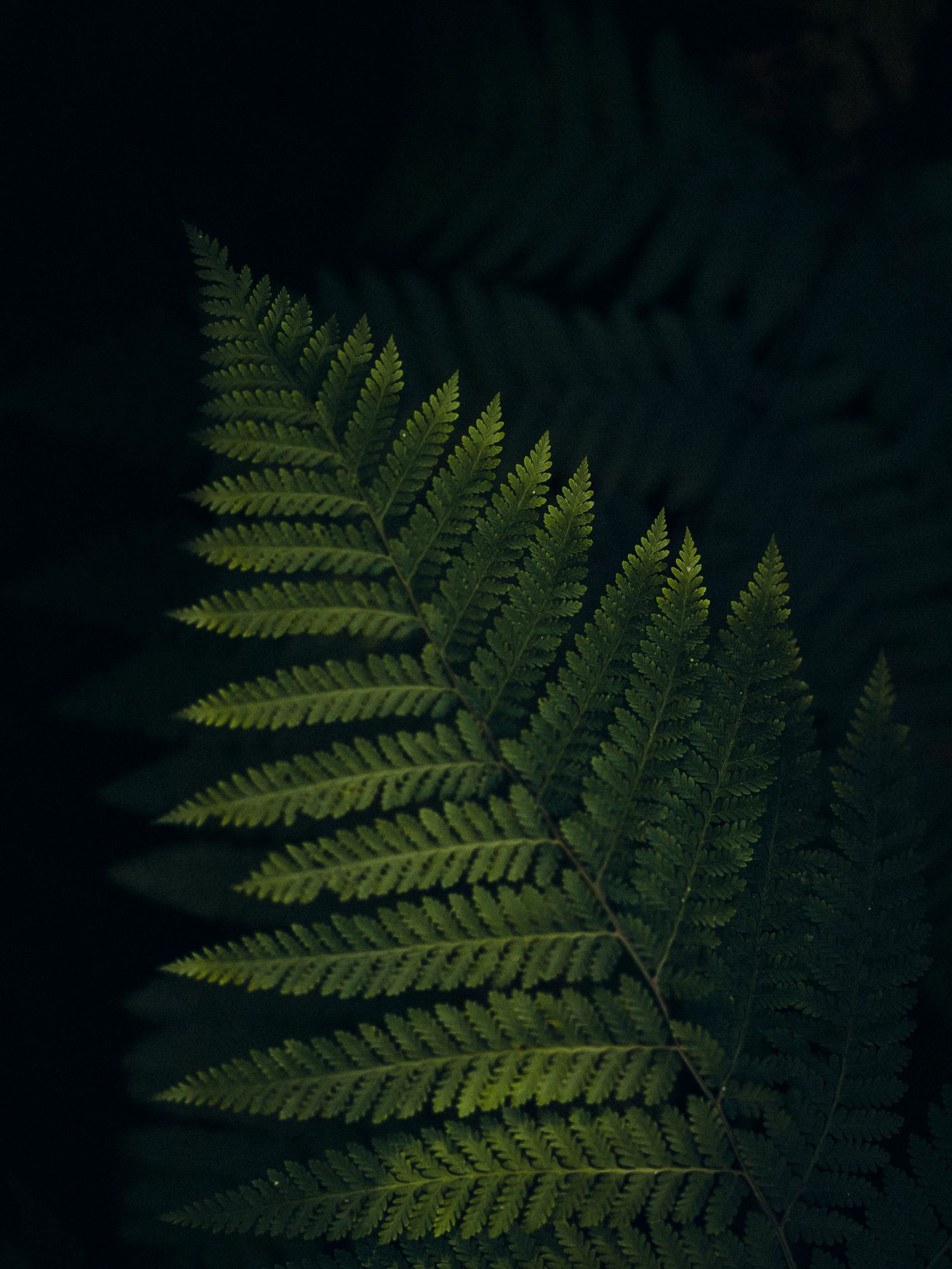 Christi Shay Fine Art Photography Botanical